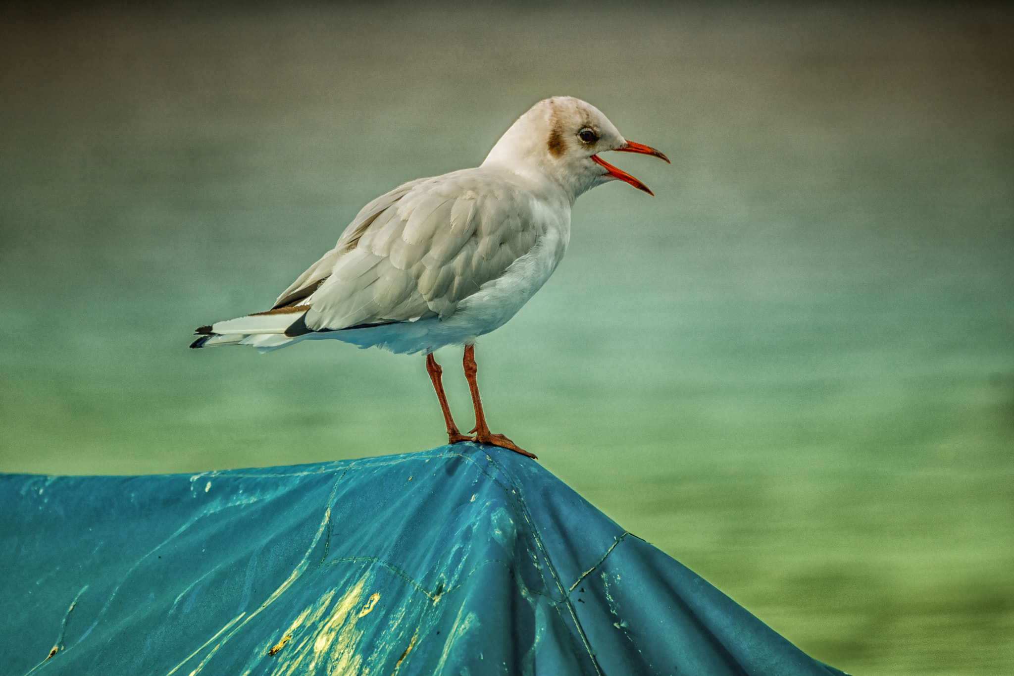 Nikon D3X sample photo. Hometown seagull impressions photography
