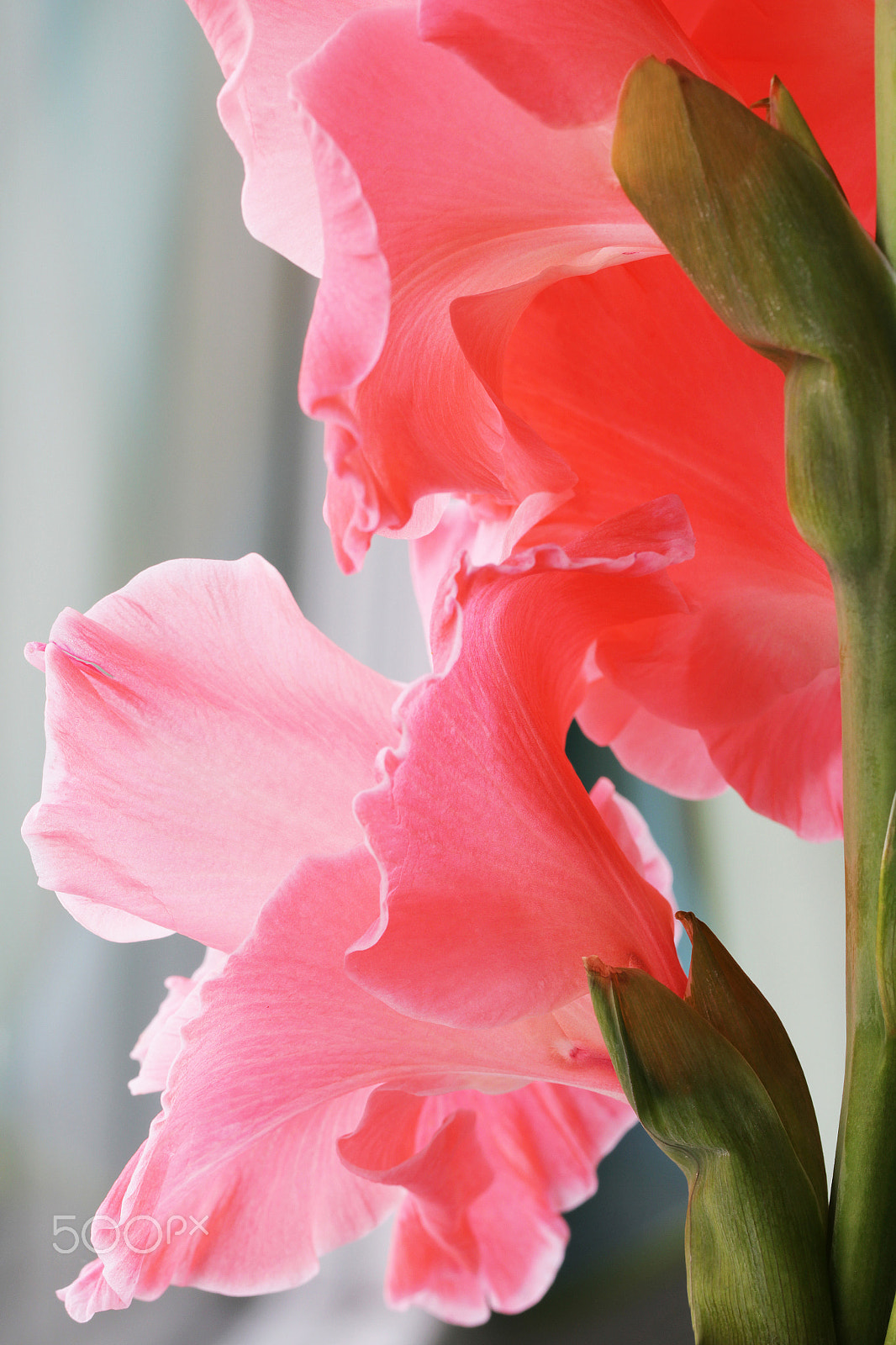Canon EOS 550D (EOS Rebel T2i / EOS Kiss X4) + Canon EF 100mm F2.8L Macro IS USM sample photo. Beautiful pink gladiolus flowers photography