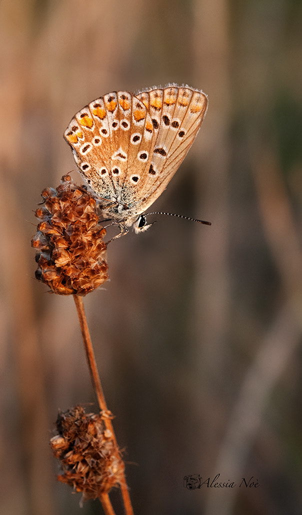 Nikon AF-S Micro-Nikkor 60mm F2.8G ED sample photo. Butterfly photography
