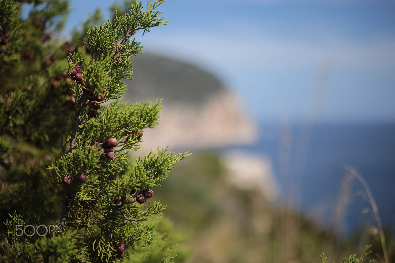 ZEISS Makro-Planar T* 50mm F2 sample photo