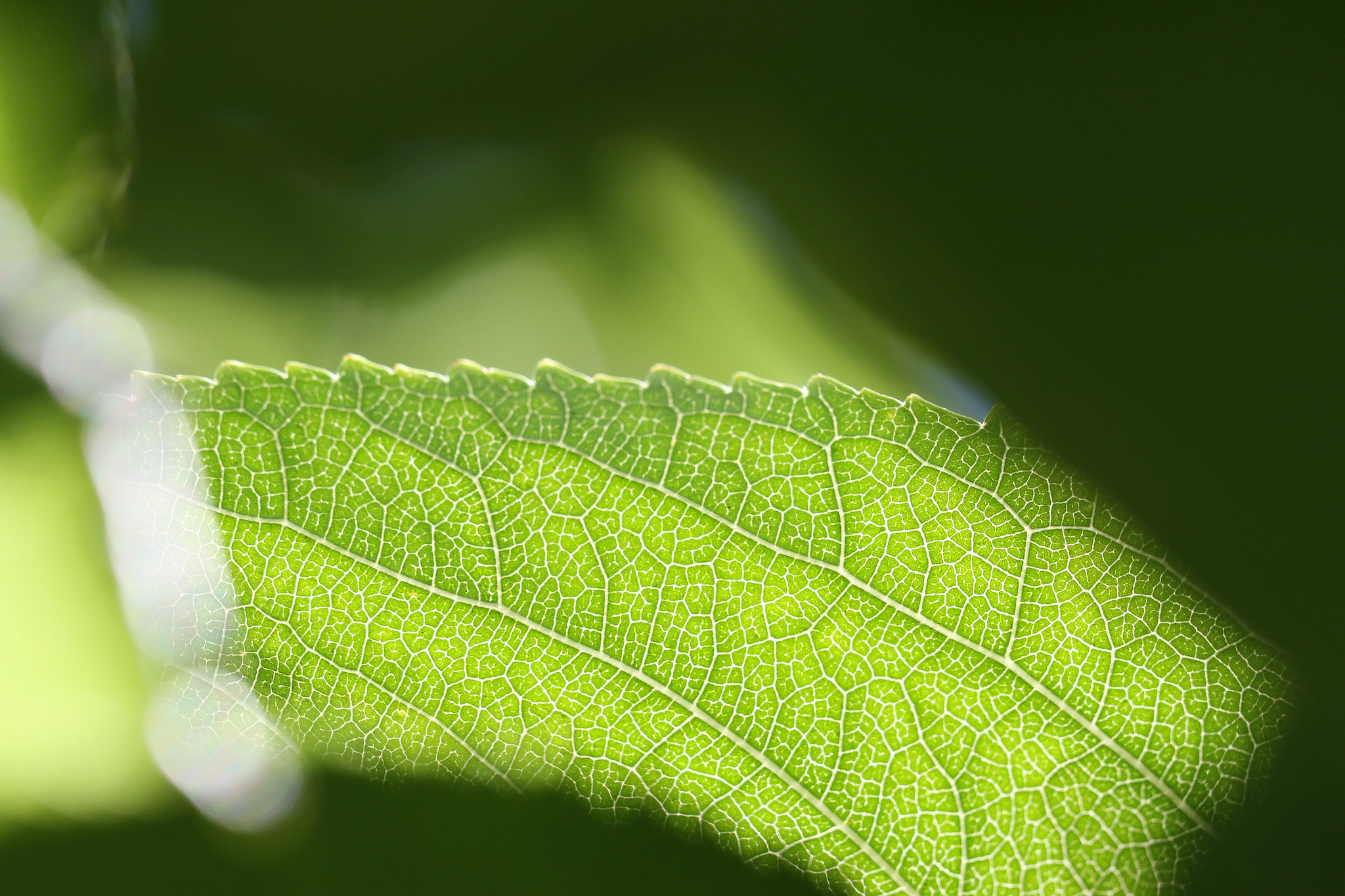 Canon EF 100mm F2.8L Macro IS USM sample photo. Leaf trail photography
