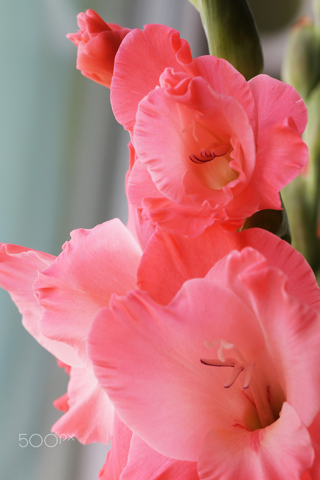 Canon EOS 550D (EOS Rebel T2i / EOS Kiss X4) + Canon EF 100mm F2.8L Macro IS USM sample photo. Beautiful pink gladiolus flowers photography