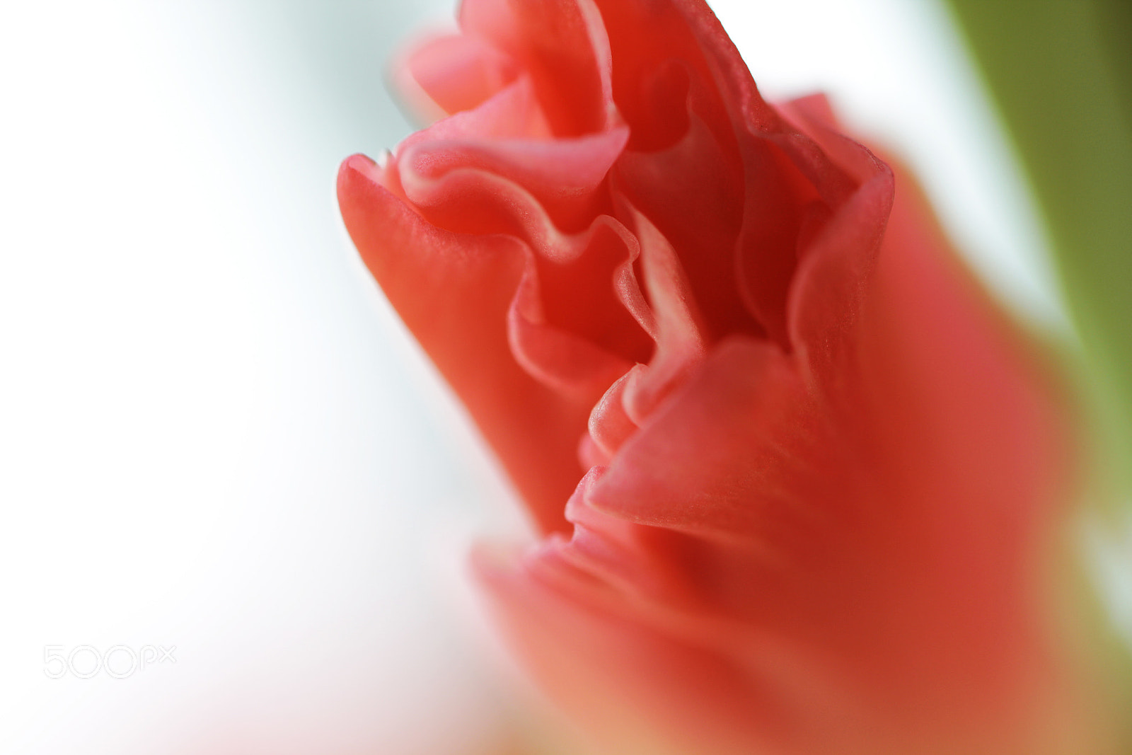 Canon EOS 550D (EOS Rebel T2i / EOS Kiss X4) + Canon EF 100mm F2.8L Macro IS USM sample photo. Beautiful pink gladiolus flowers photography