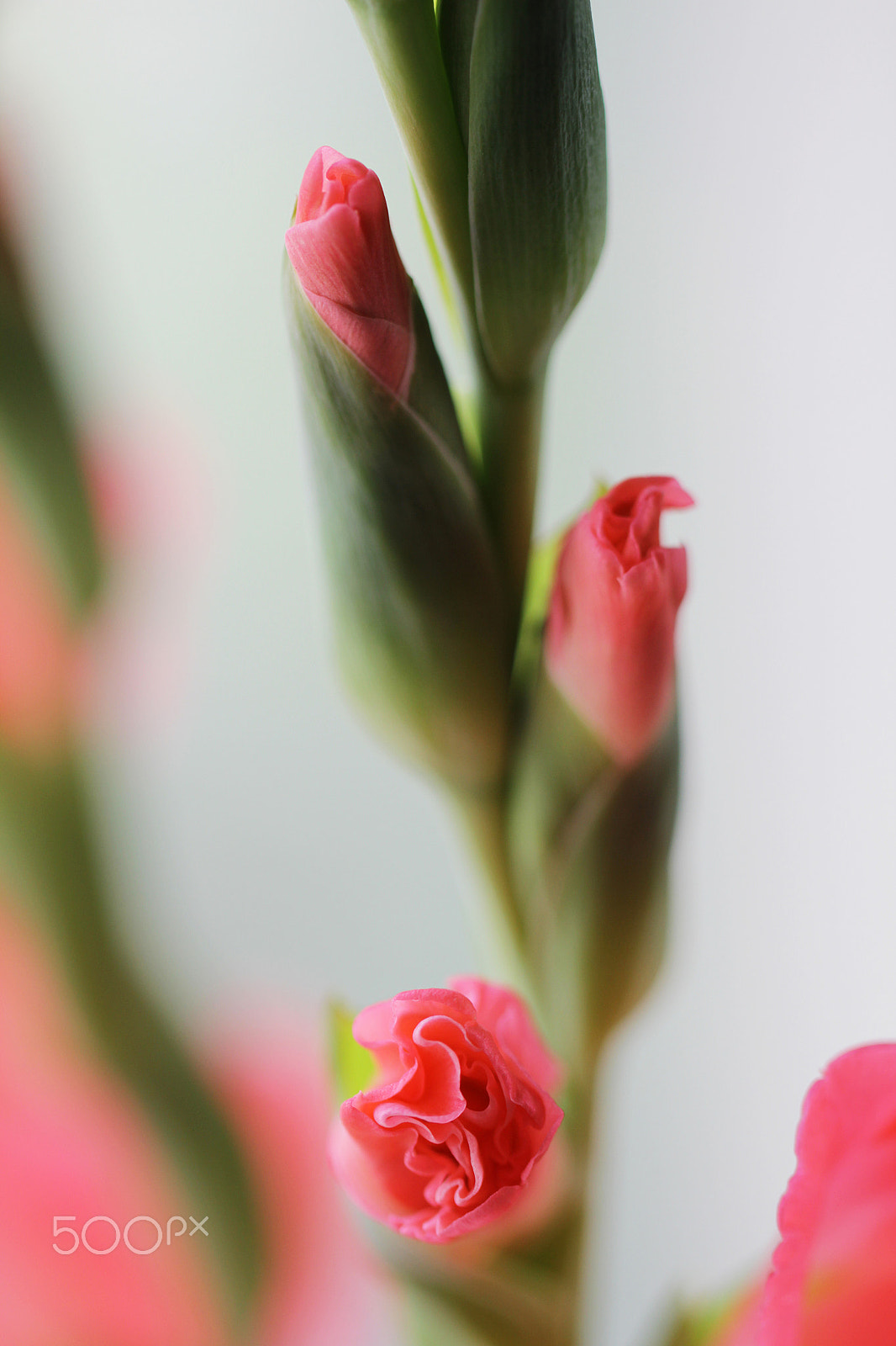 Canon EOS 550D (EOS Rebel T2i / EOS Kiss X4) + Canon EF 100mm F2.8L Macro IS USM sample photo. Beautiful pink gladiolus flowers photography