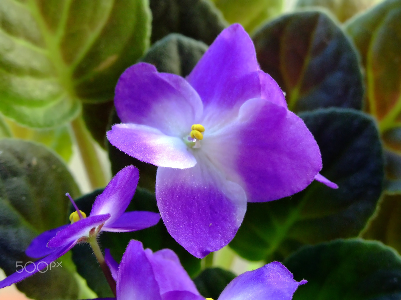 Fujifilm FinePix S9100 sample photo. Violeta roxa (purple violet) photography