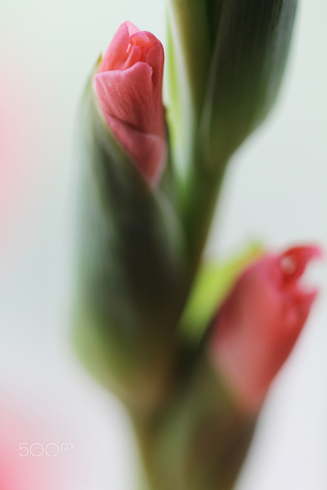 Canon EOS 550D (EOS Rebel T2i / EOS Kiss X4) + Canon EF 100mm F2.8L Macro IS USM sample photo. Beautiful pink gladiolus flowers photography