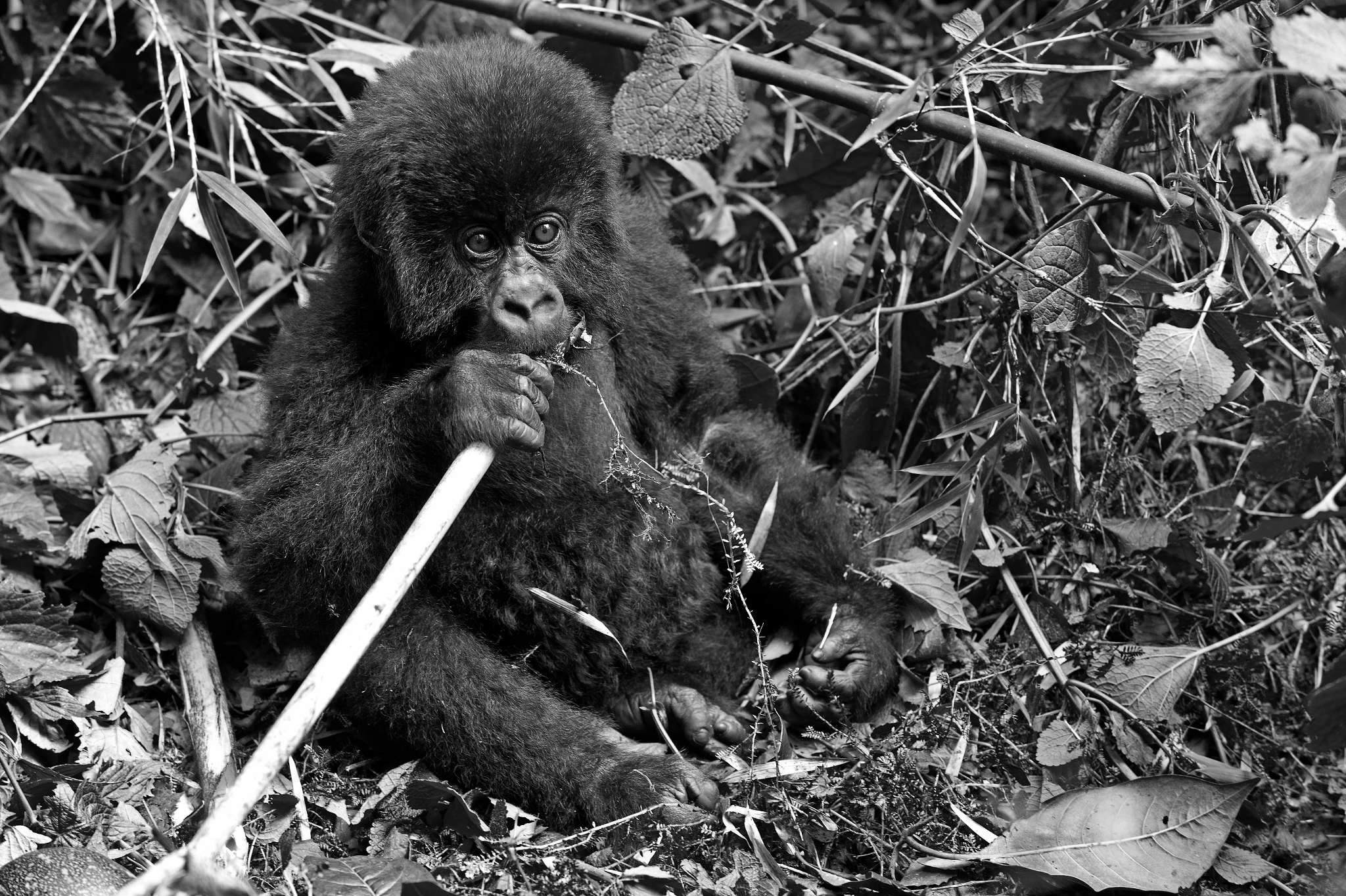 Nikon D3X sample photo. [ young mountain gorilla ] photography