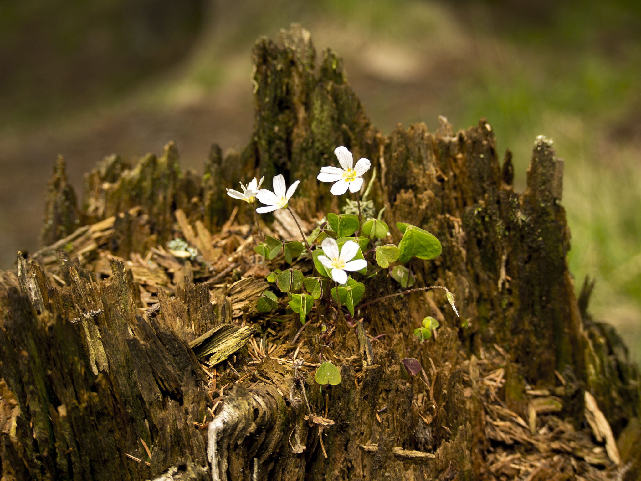 Olympus PEN E-PM1 sample photo. Small miracle <3 photography