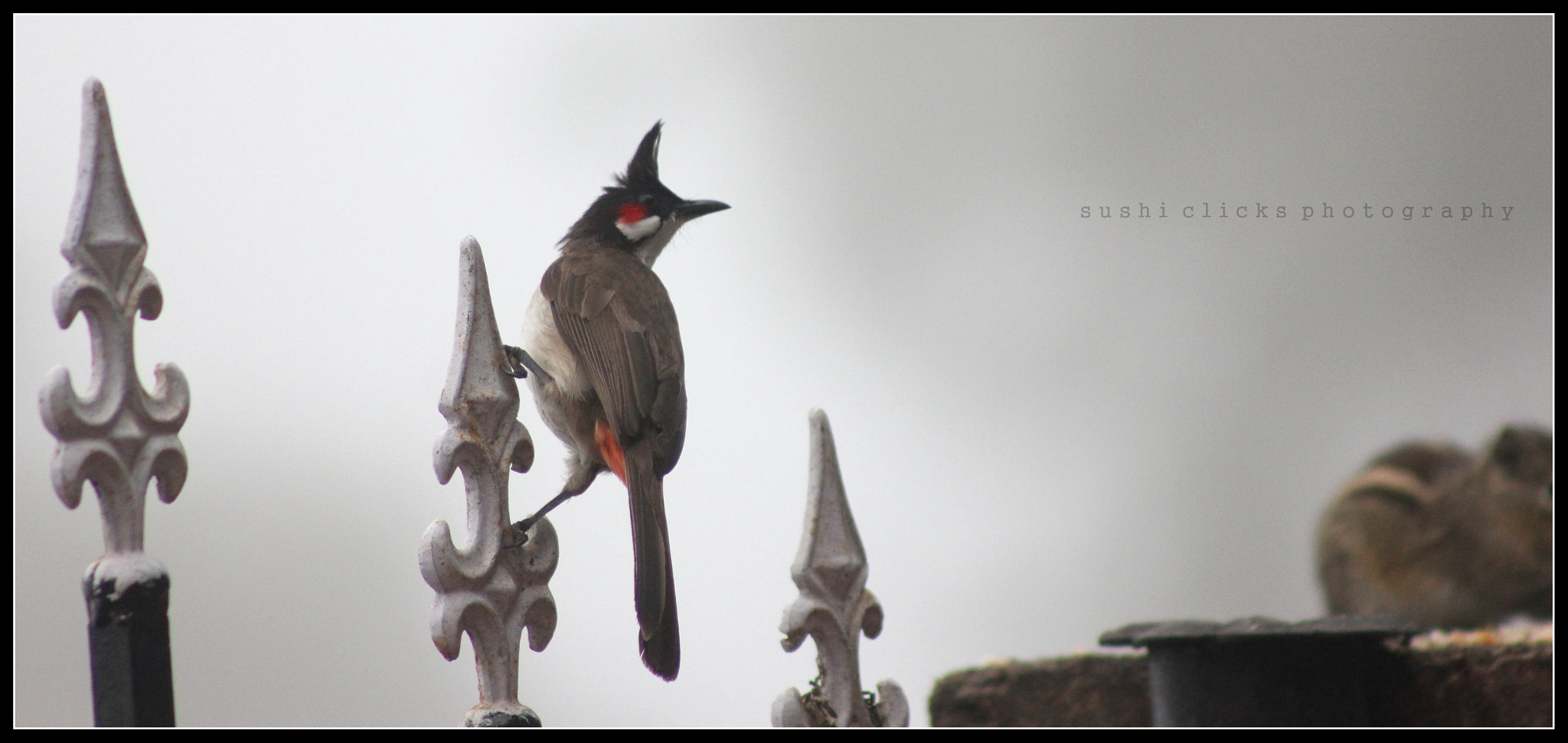 Canon EF 75-300mm f/4-5.6 USM sample photo. On edge photography