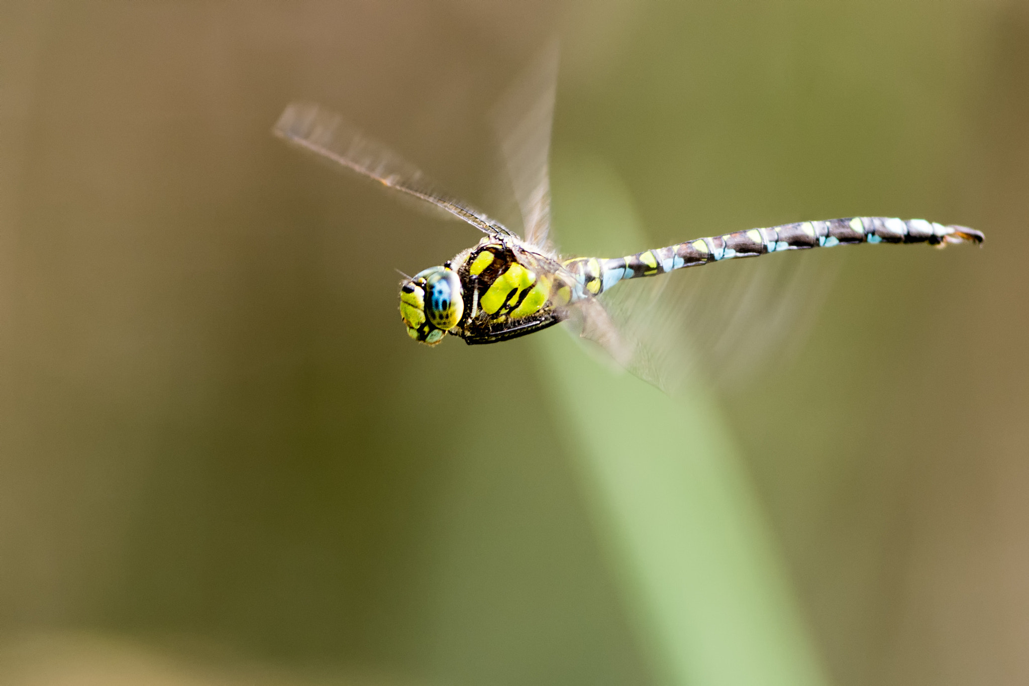 Nikon AF-S Nikkor 300mm F2.8G ED VR II sample photo. Dragonfly photography