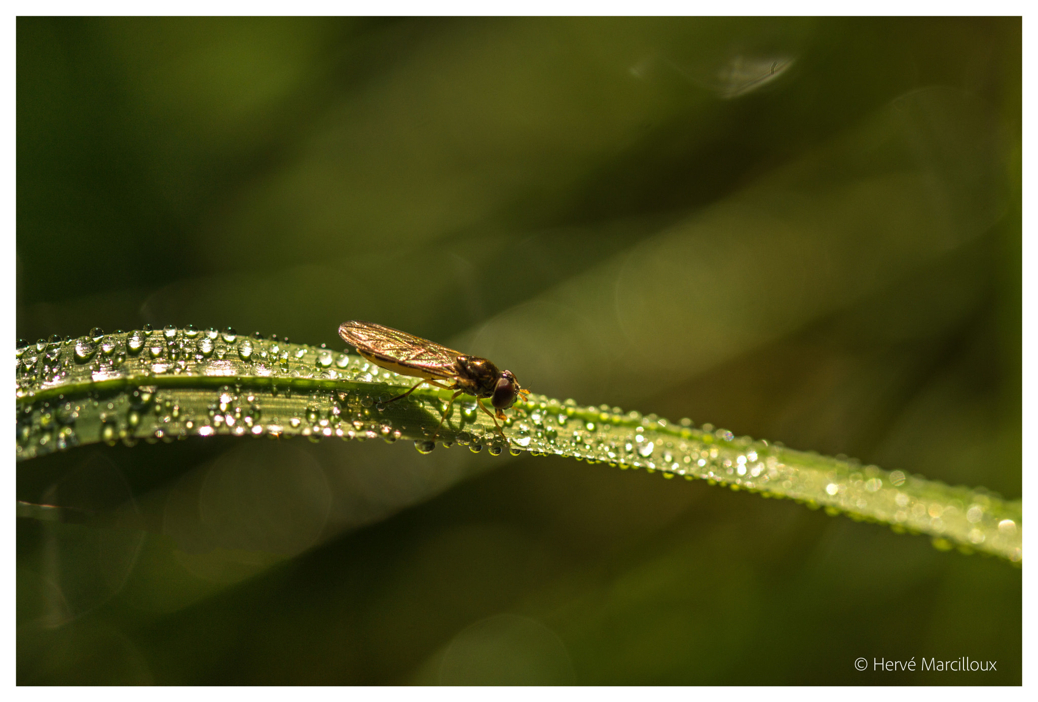 Sony SLT-A77 + 105mm F2.8 sample photo. Thirsty photography