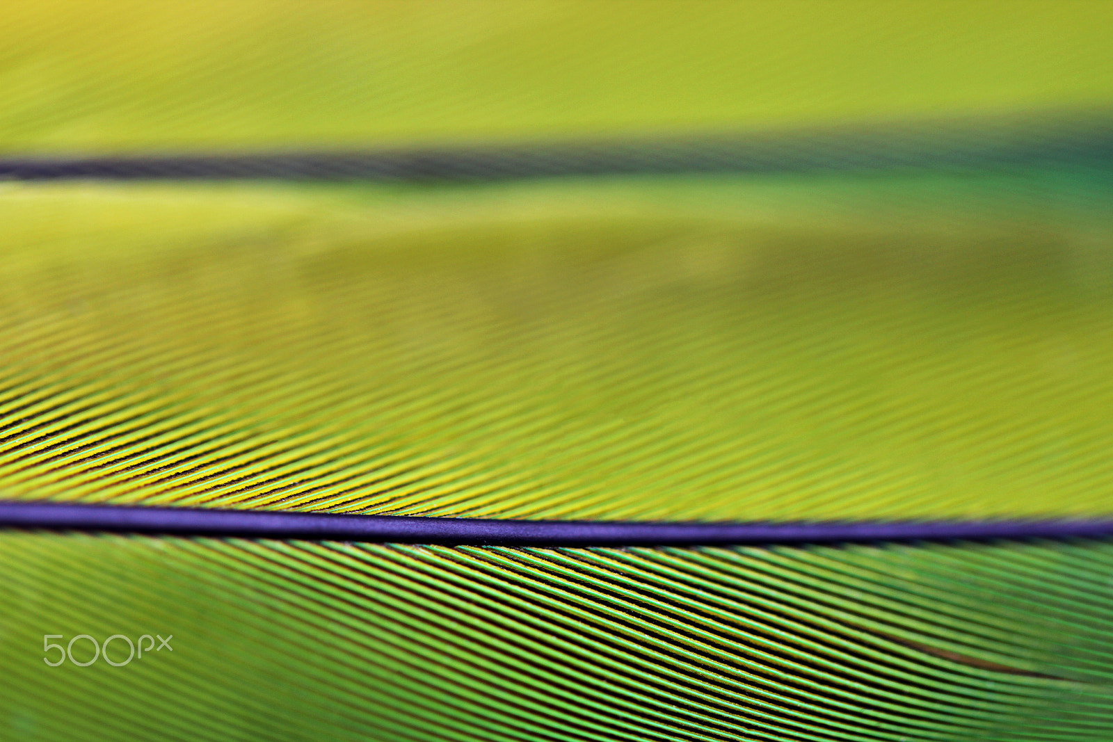 Canon EOS 550D (EOS Rebel T2i / EOS Kiss X4) + Canon EF 100mm F2.8L Macro IS USM sample photo. Close up macro photo of parrot's feather photography