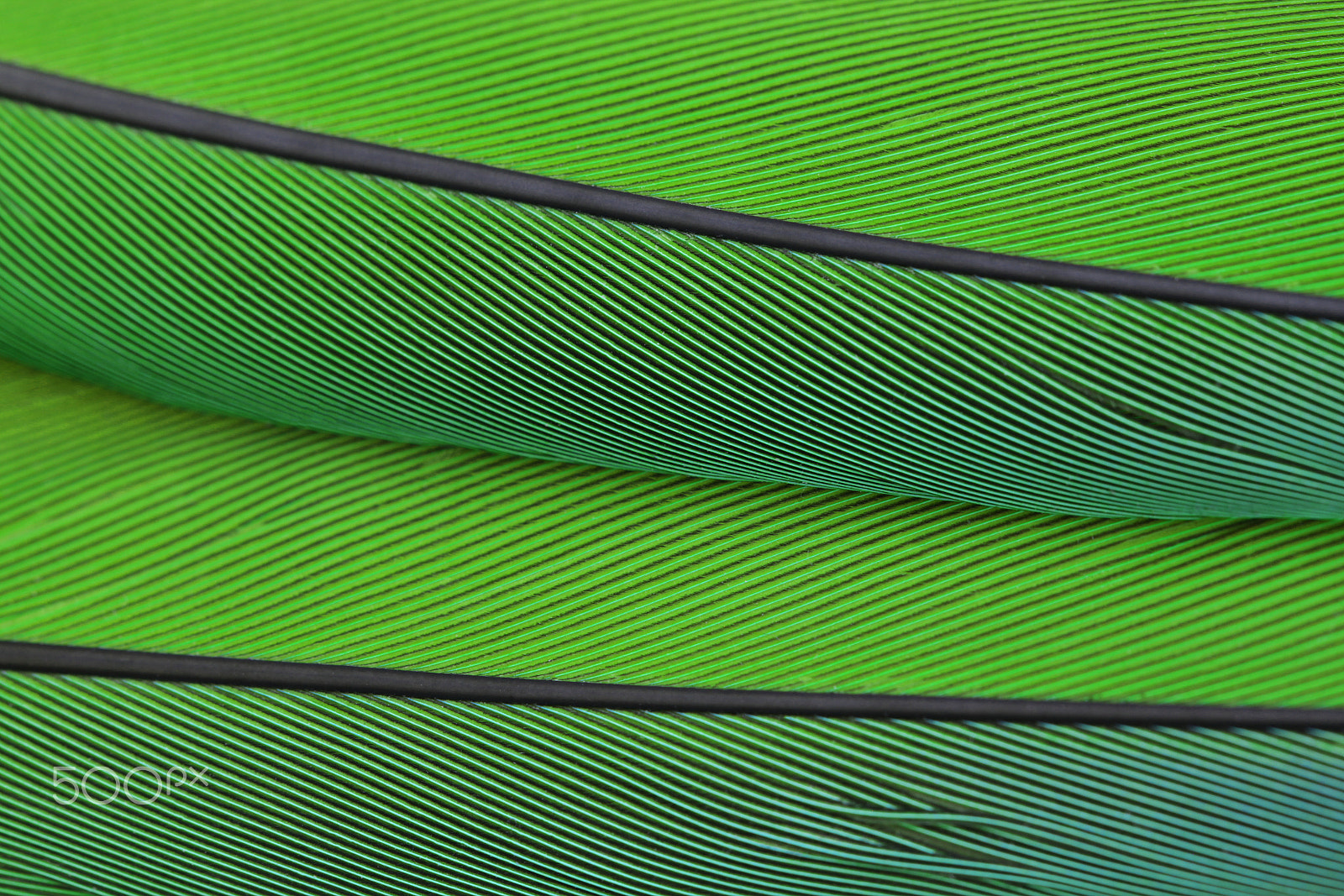 Canon EOS 550D (EOS Rebel T2i / EOS Kiss X4) + Canon EF 100mm F2.8L Macro IS USM sample photo. Close up macro photo of parrot's feather photography