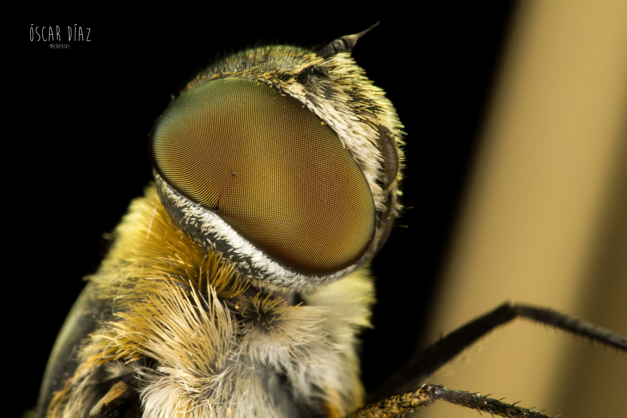Canon EOS 60D + Canon EF 100mm F2.8L Macro IS USM sample photo. Mosca zángano photography