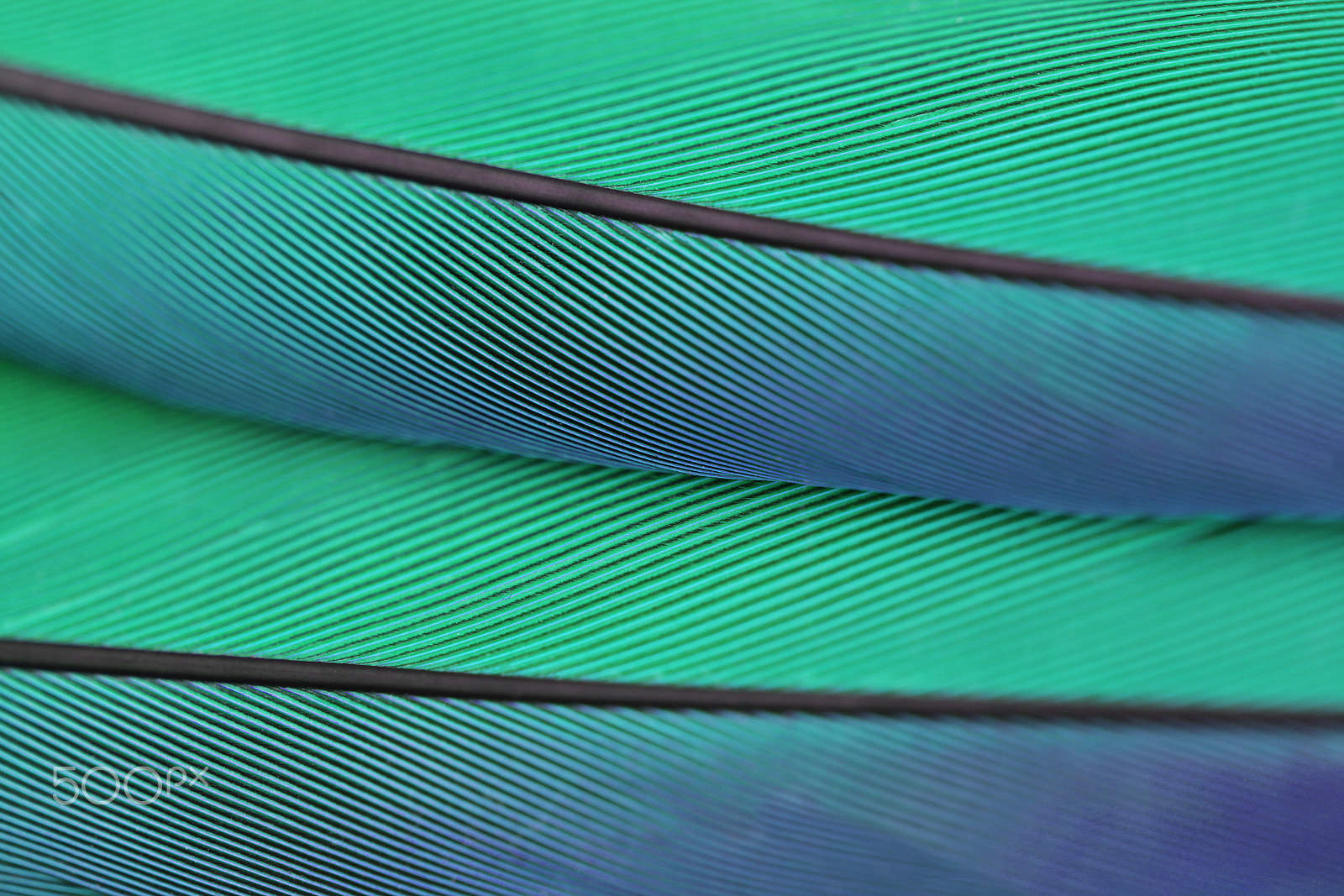 Canon EOS 550D (EOS Rebel T2i / EOS Kiss X4) + Canon EF 100mm F2.8L Macro IS USM sample photo. Close up macro photo of parrot's feather photography