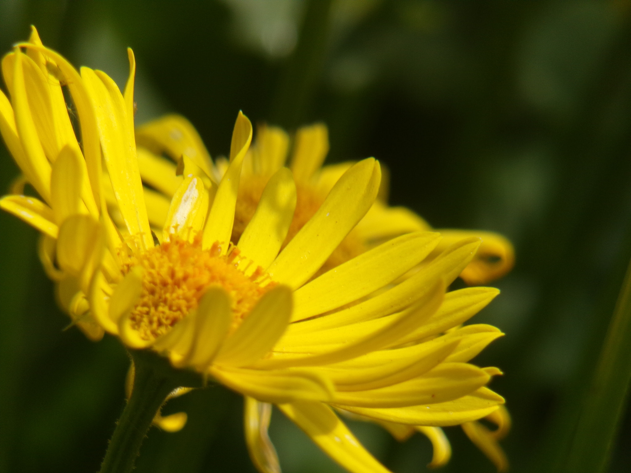 JK KODAK PIXPRO AZ421 sample photo. Yellow flower !  photography