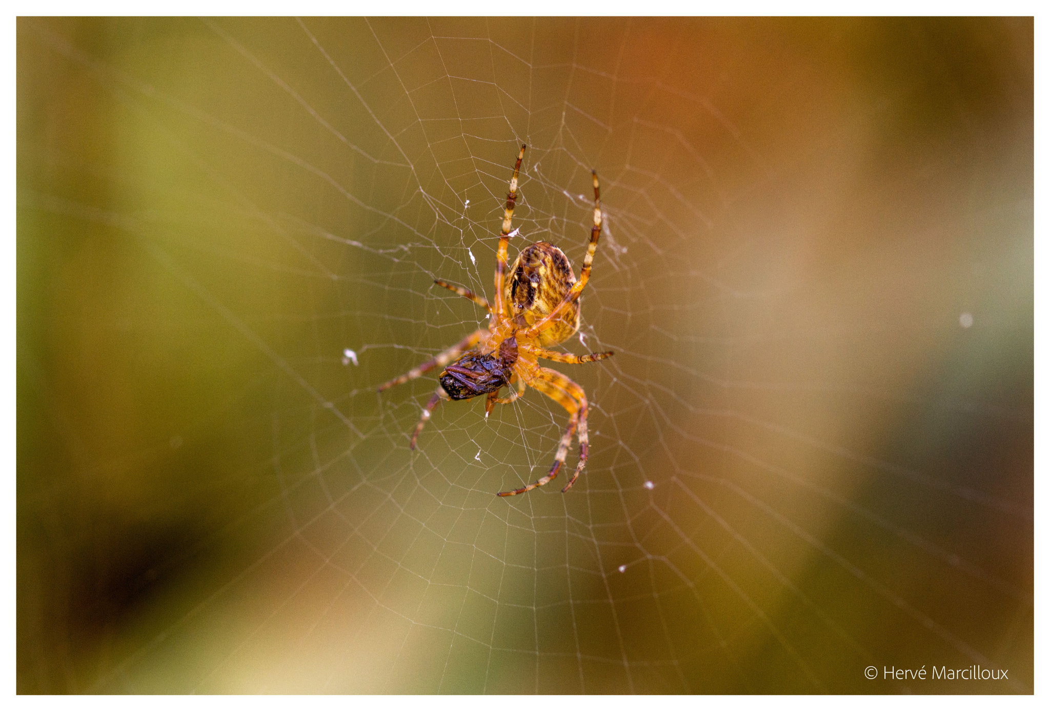Sony SLT-A77 + 105mm F2.8 sample photo. Knitting photography