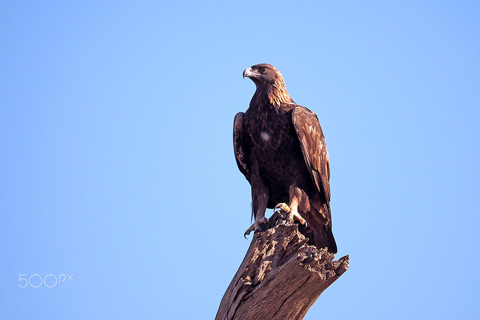 Olympus OM-D E-M5 II sample photo. Golden eagle photography