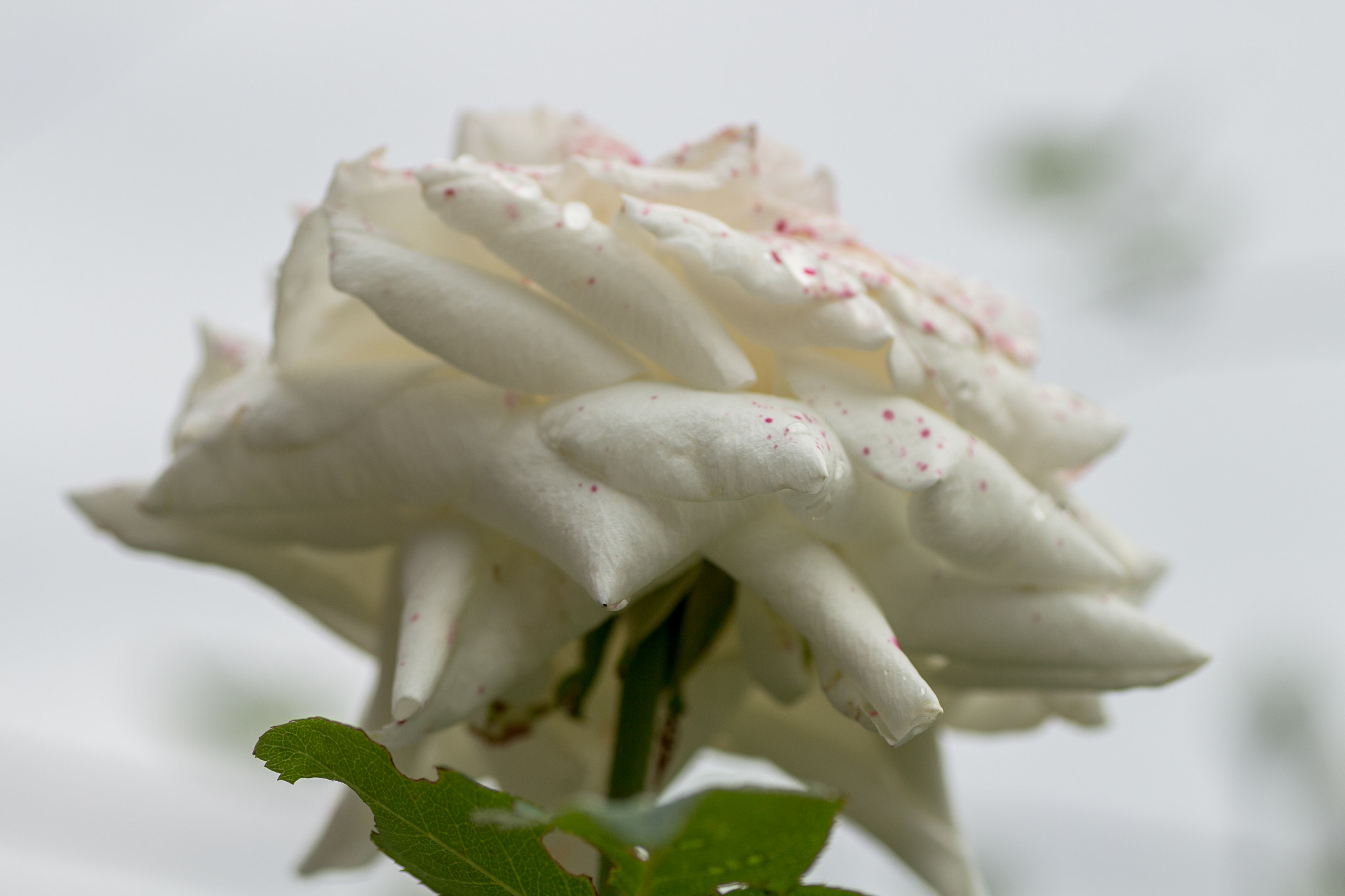 Canon EOS 700D (EOS Rebel T5i / EOS Kiss X7i) + Tamron SP AF 90mm F2.8 Di Macro sample photo. White rose flower photography