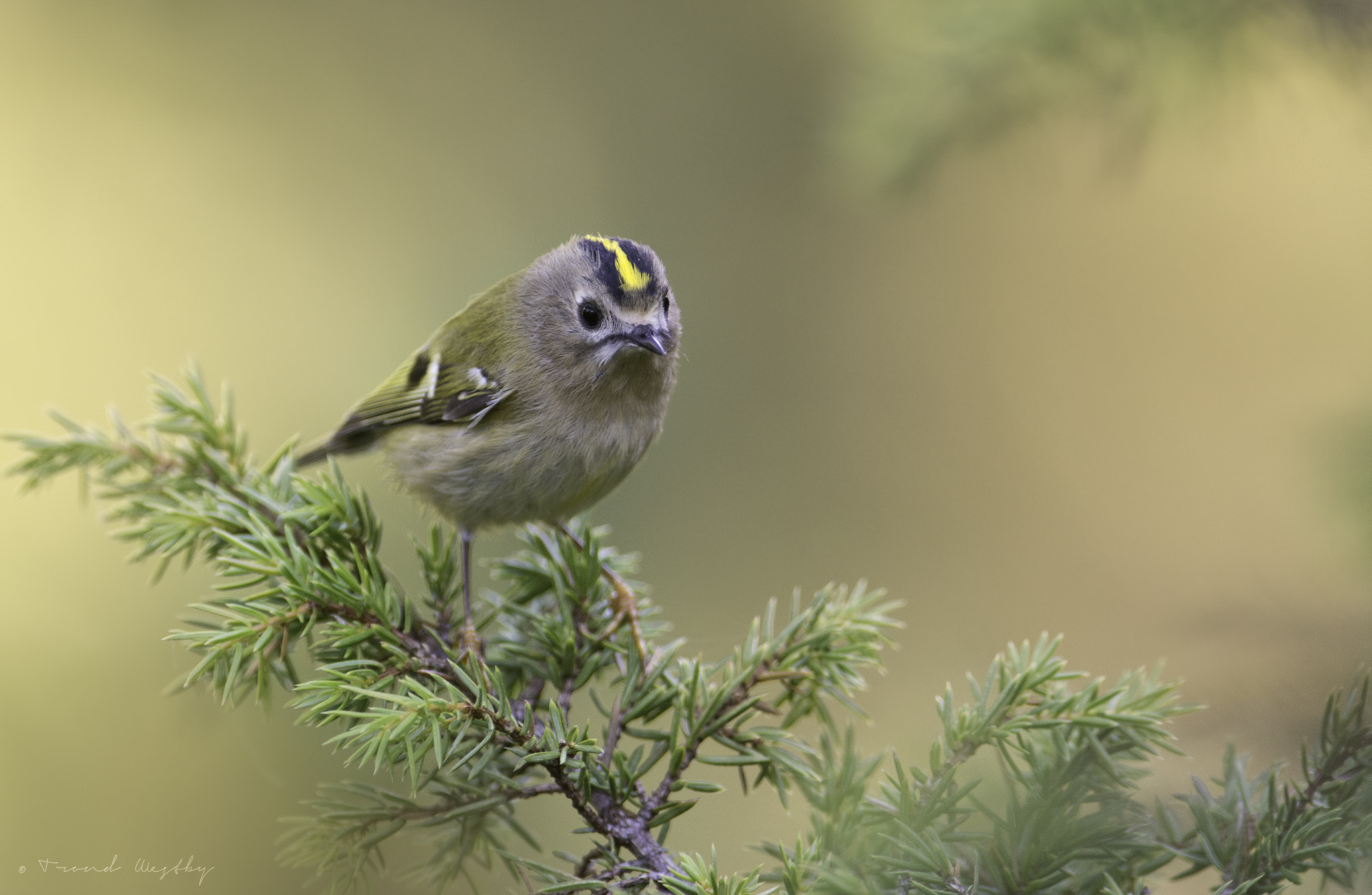 Nikon AF-S Nikkor 300mm F2.8G ED VR II sample photo. Goldcrest photography
