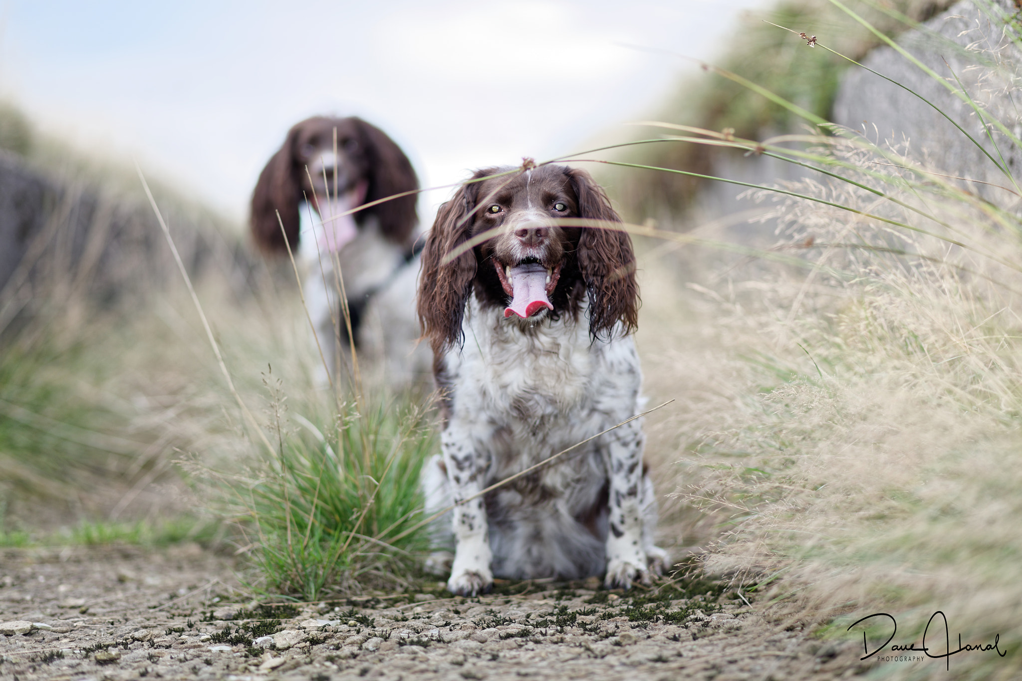 Canon EOS 5DS + Canon EF 85mm F1.8 USM sample photo. Spaniel alley photography