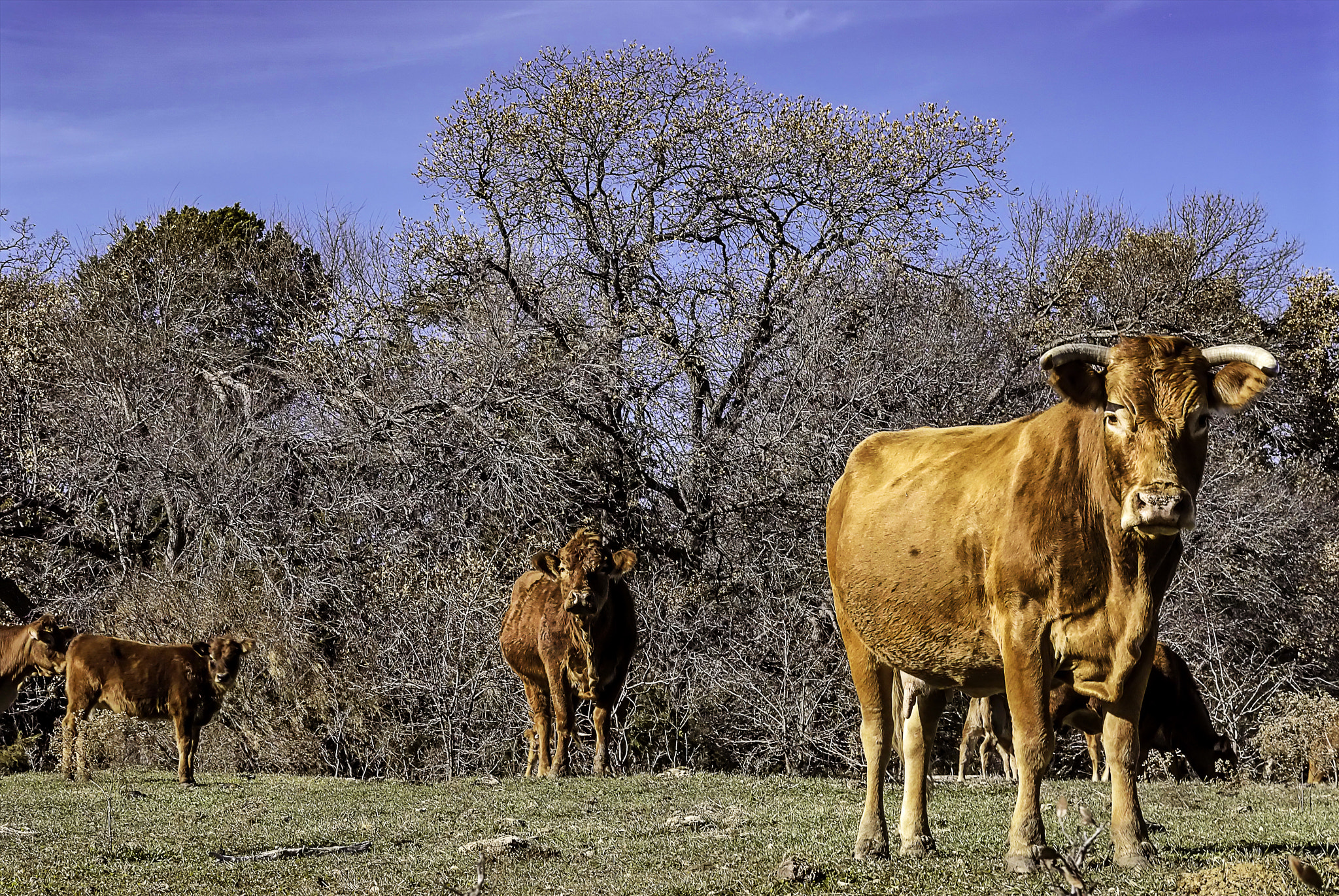 Nikon D200 + Nikon AF-S Nikkor 50mm F1.8G sample photo. Longhorn dallas, texas photography