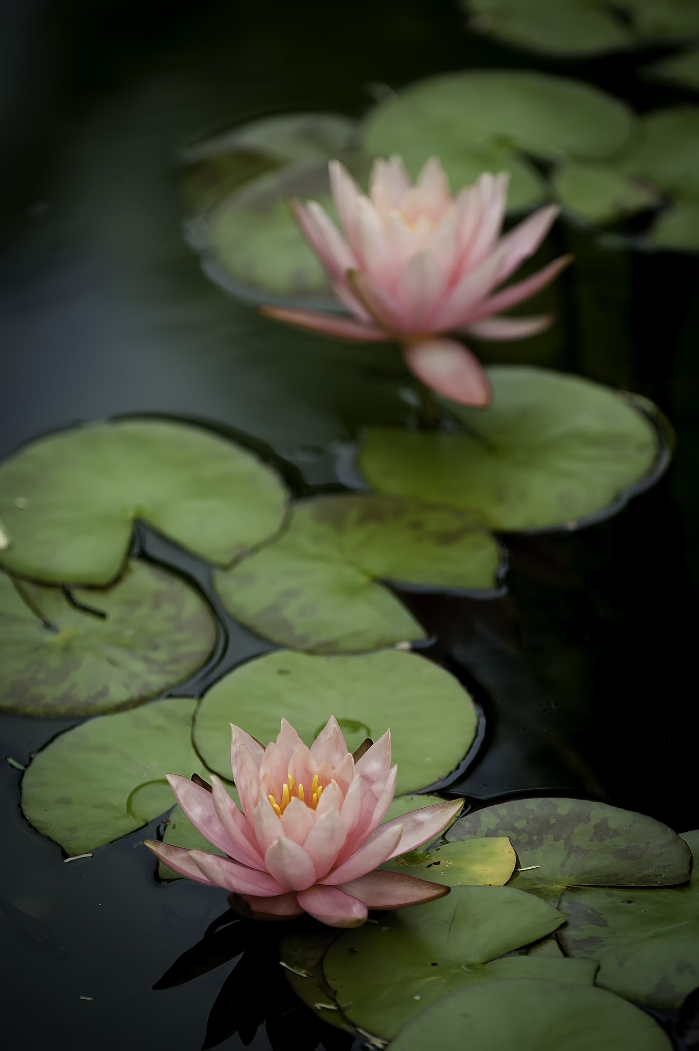 Nikon D70s sample photo. Pink lotus, dallas, texas photography