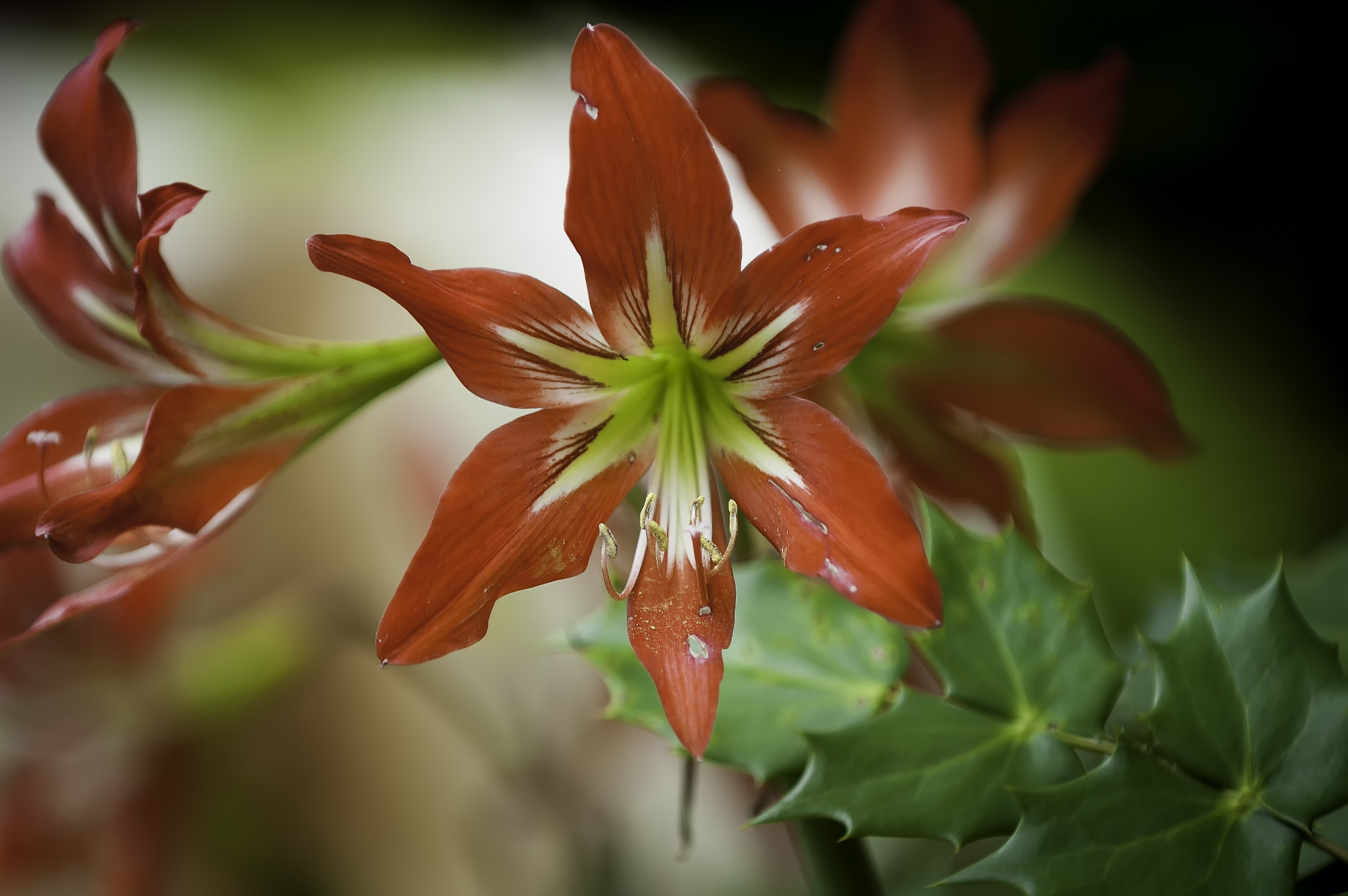 Nikon D70s sample photo. Red hyacinth, dallas, texas photography