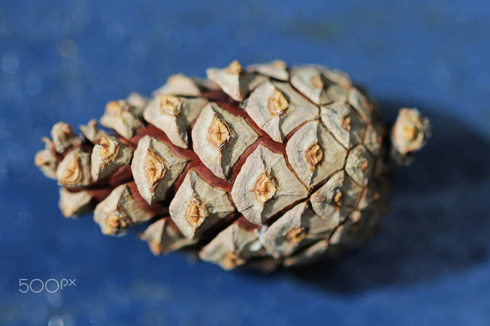 Canon EOS 550D (EOS Rebel T2i / EOS Kiss X4) + Canon EF 100mm F2.8L Macro IS USM sample photo. Pine cone close up macro photo photography