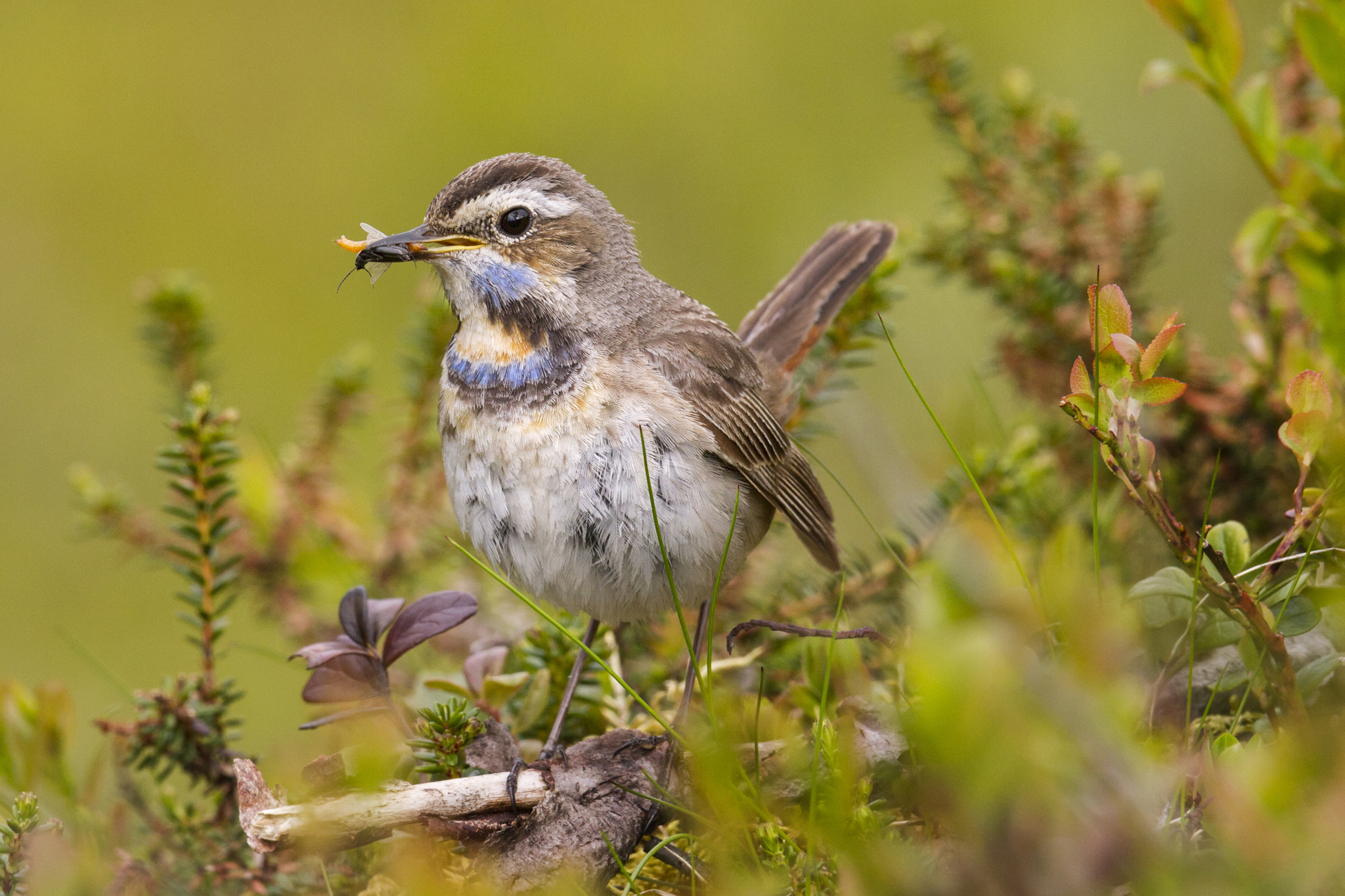 Canon EF 300mm F2.8L IS USM sample photo. Bluethroat (luscinia svecica) female photography