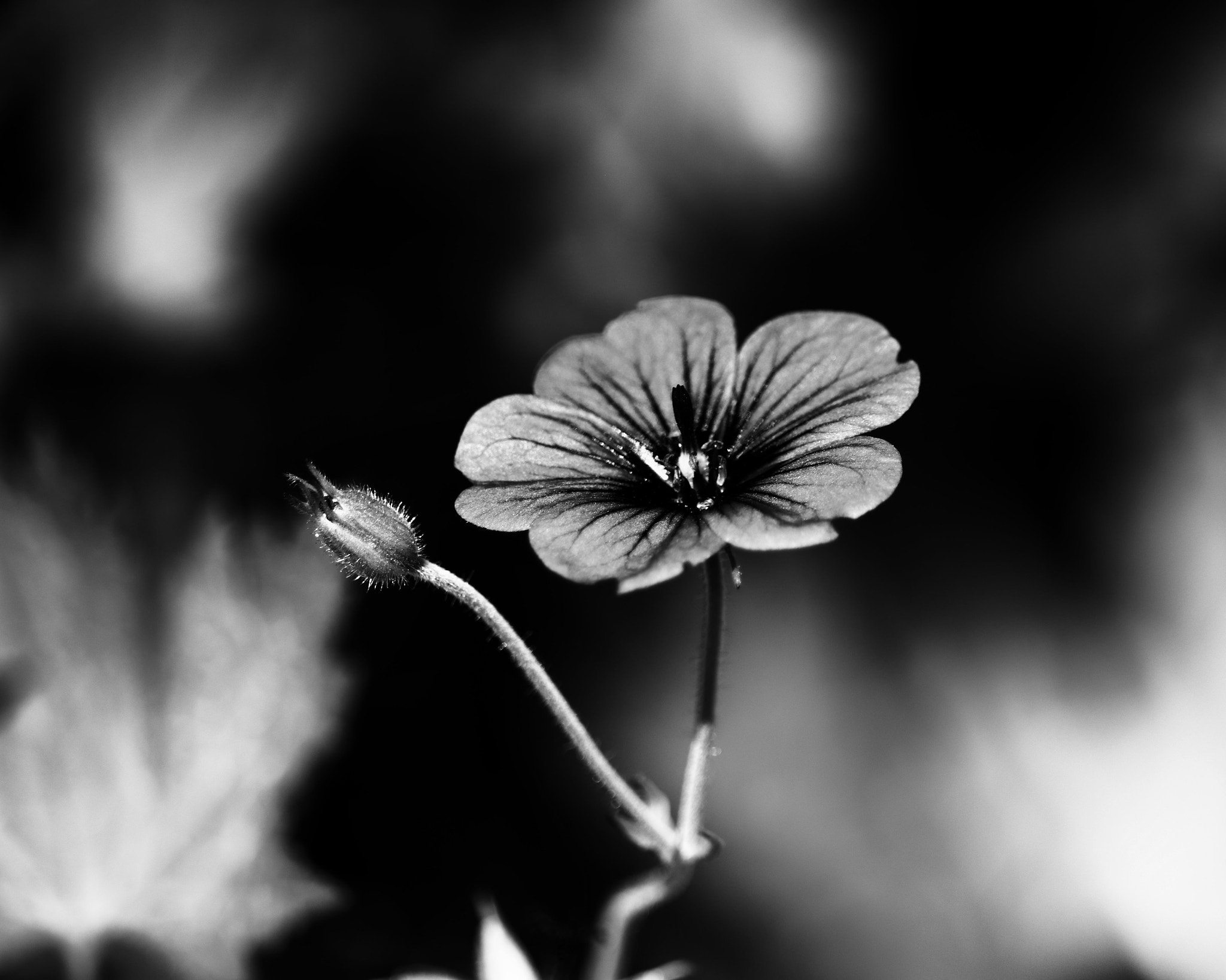 Canon EF-S 55-250mm F4-5.6 IS STM sample photo. Flower photography