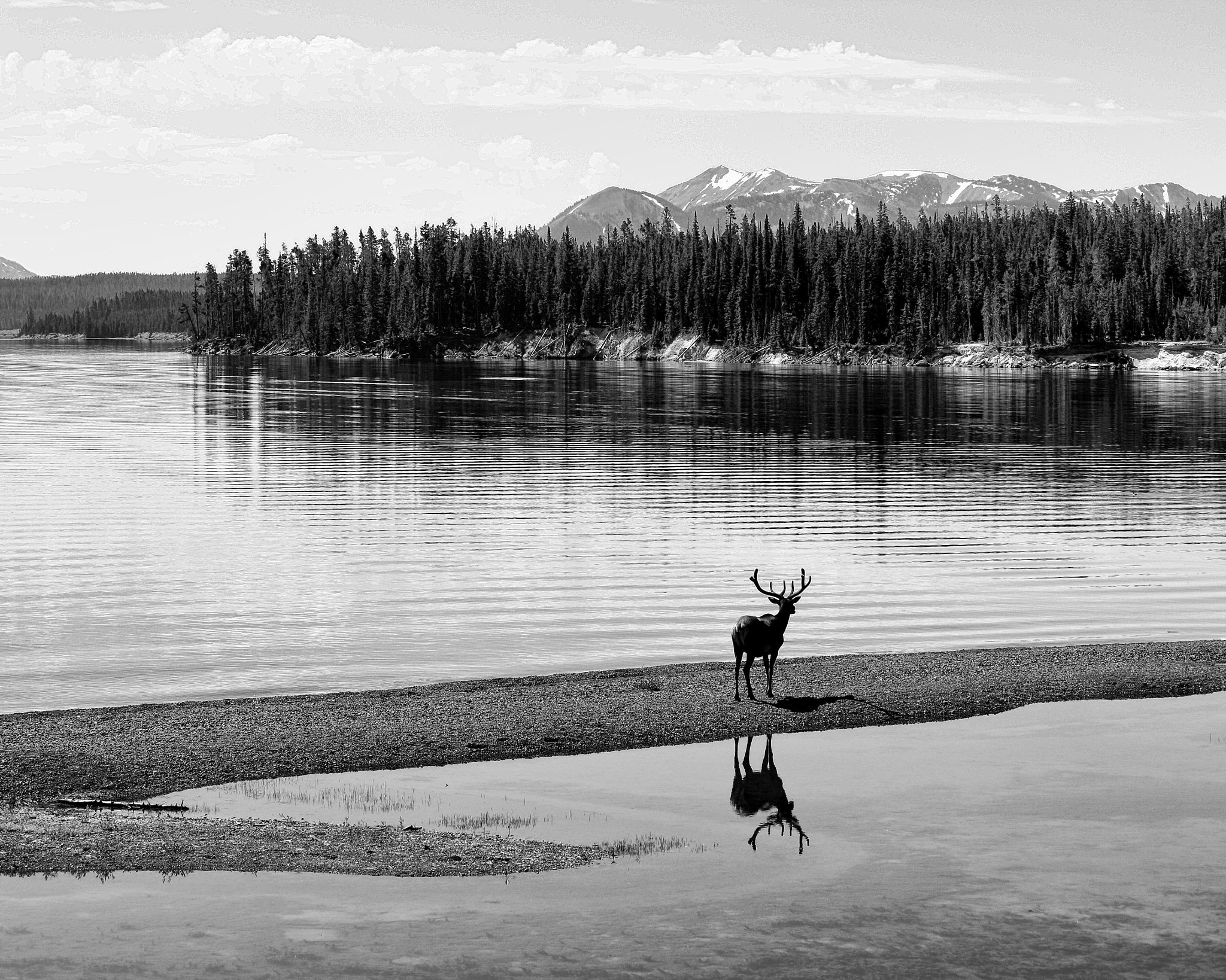 Canon EF-S 55-250mm F4-5.6 IS STM sample photo. Posing elk photography