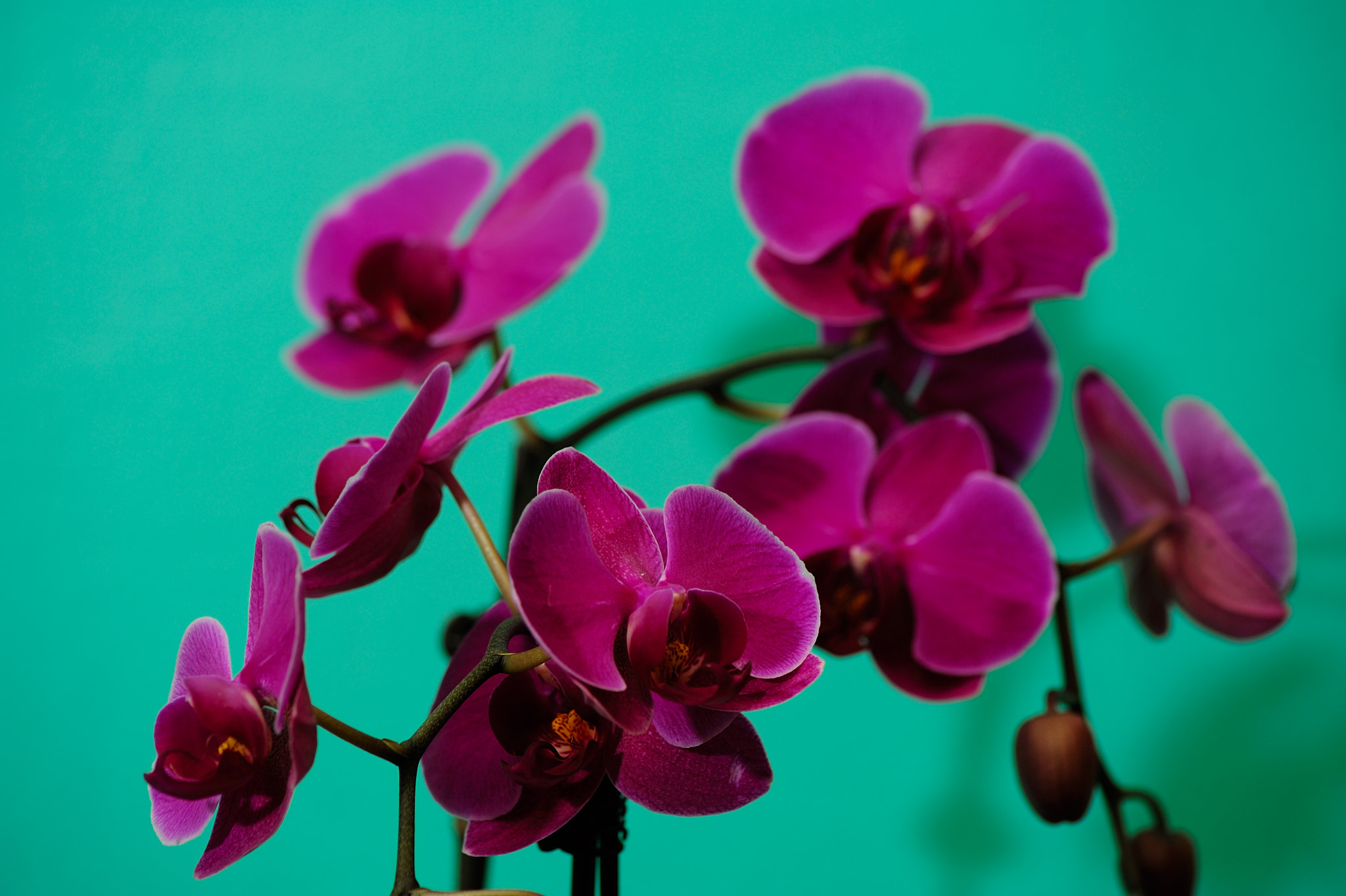 Nikon D700 sample photo. Moth orchids photography