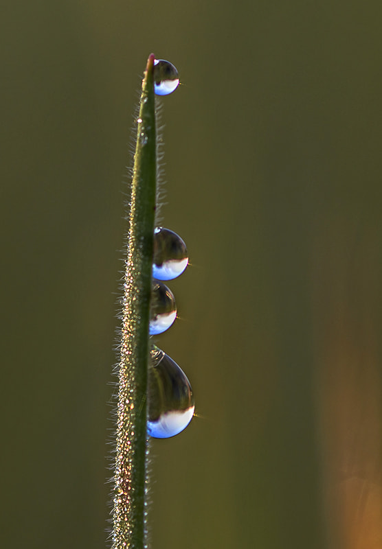 Sony SLT-A58 sample photo. Drop photography