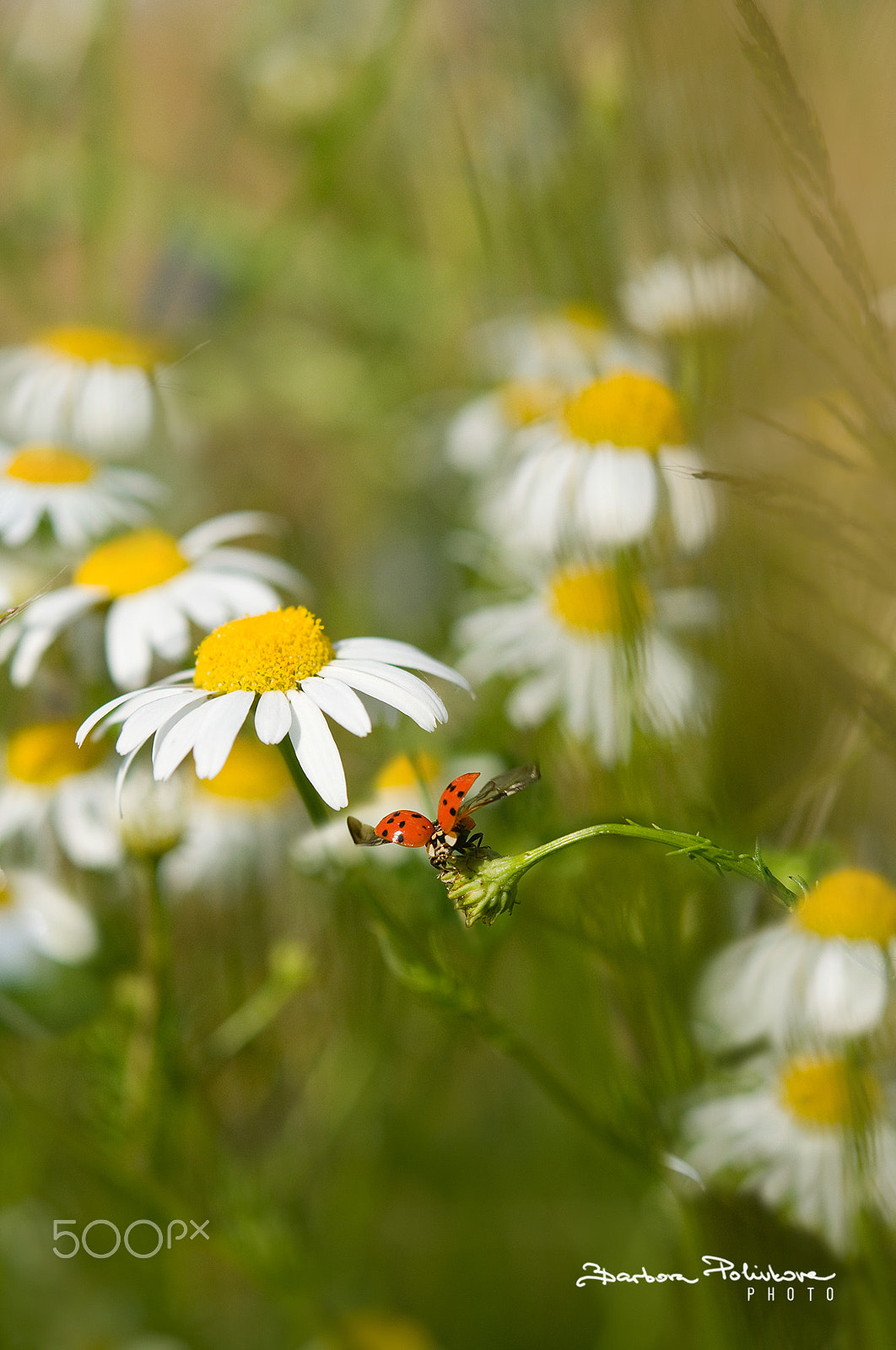 Nikon AF-S Micro-Nikkor 60mm F2.8G ED sample photo. I am ready :o) photography