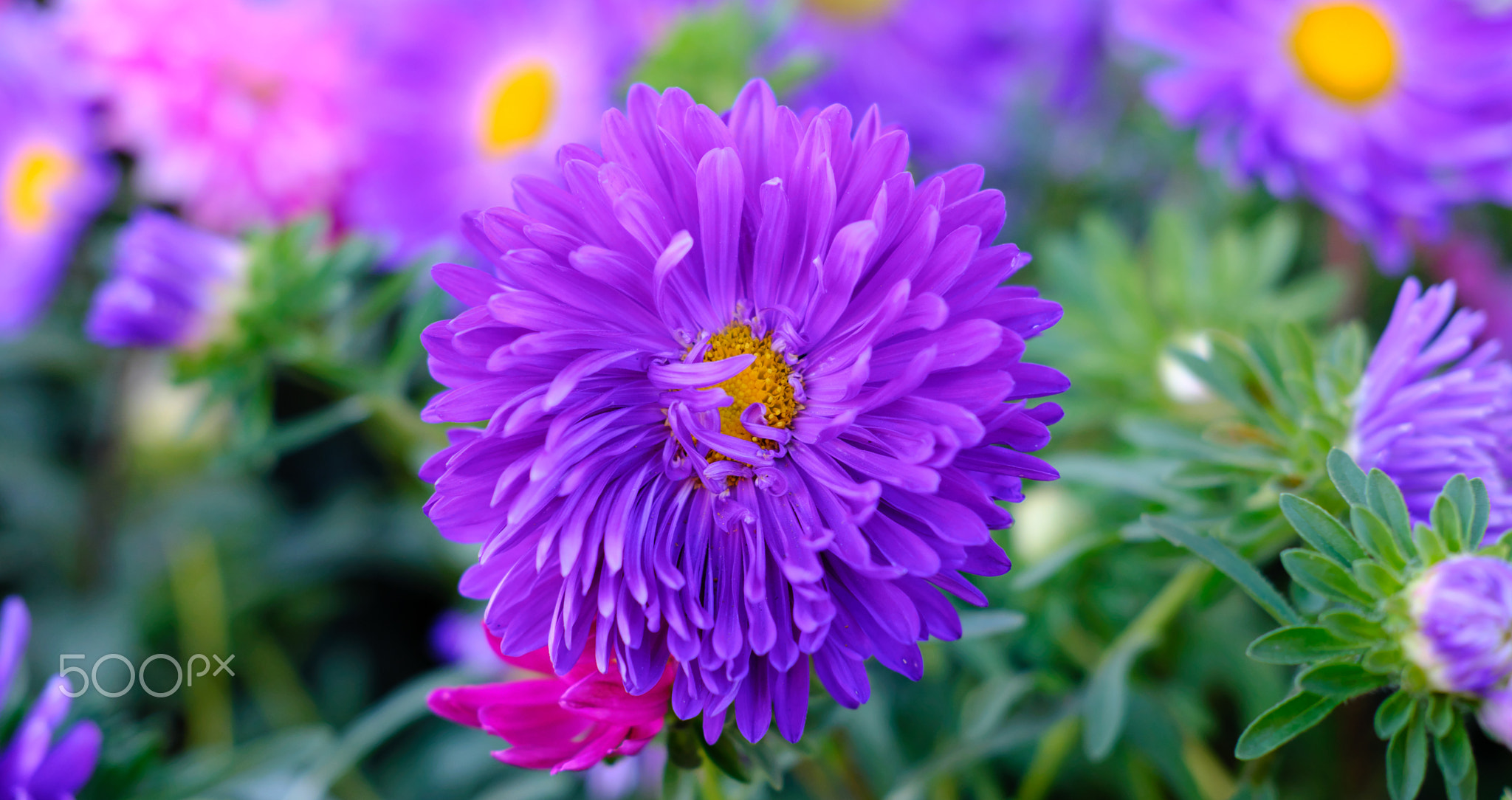 the shinning magic galaxy flower , fujifilm x-pro2 velvia