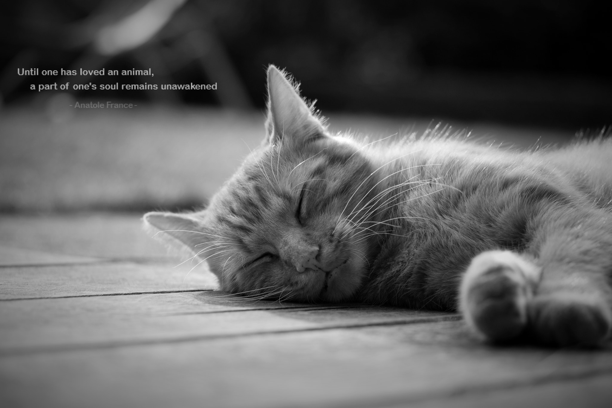 Nikon AF-S Micro-Nikkor 60mm F2.8G ED sample photo. Rosti the stray cat photography