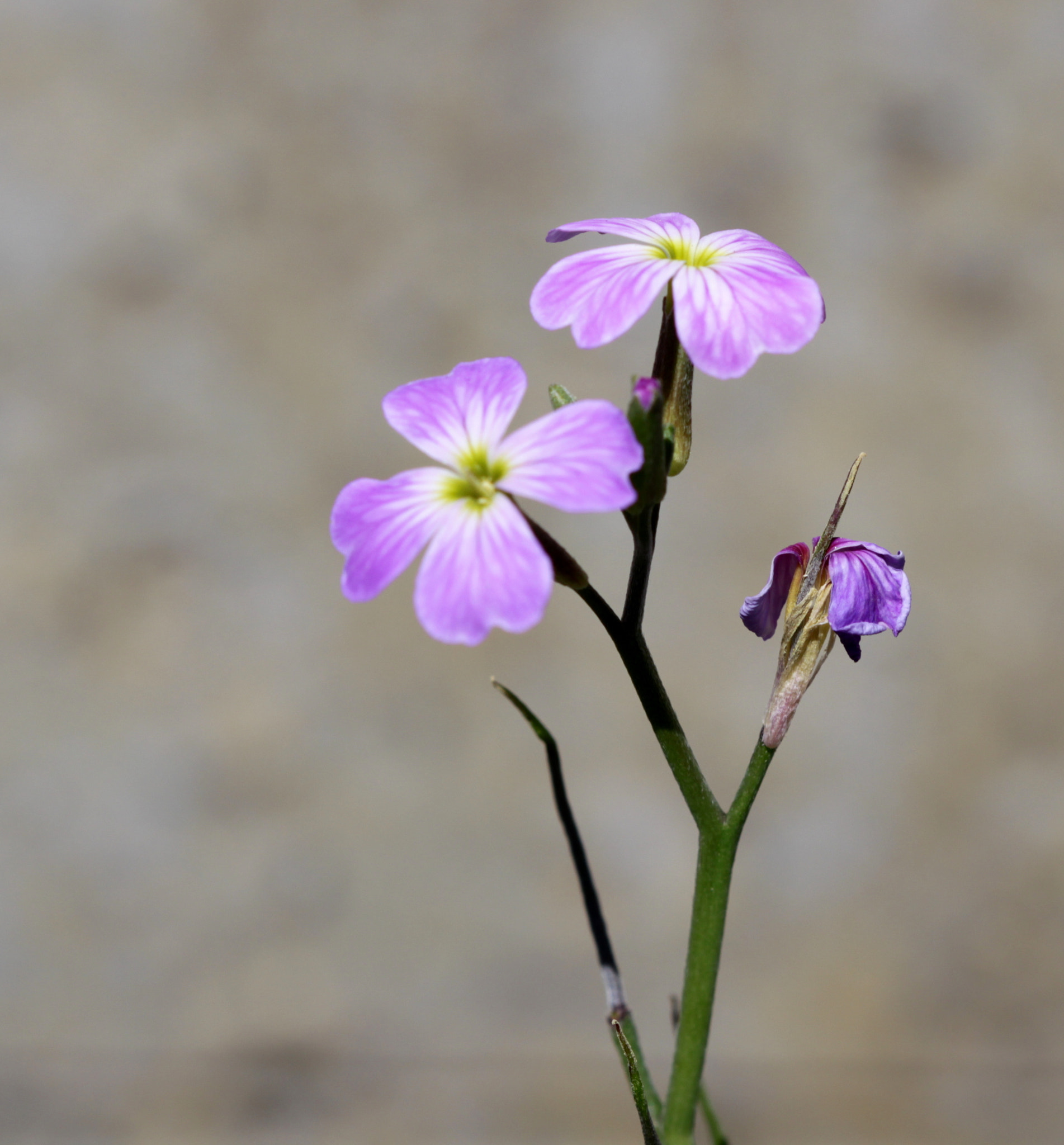 Canon EF 100mm F2.8 Macro USM sample photo. Img photography