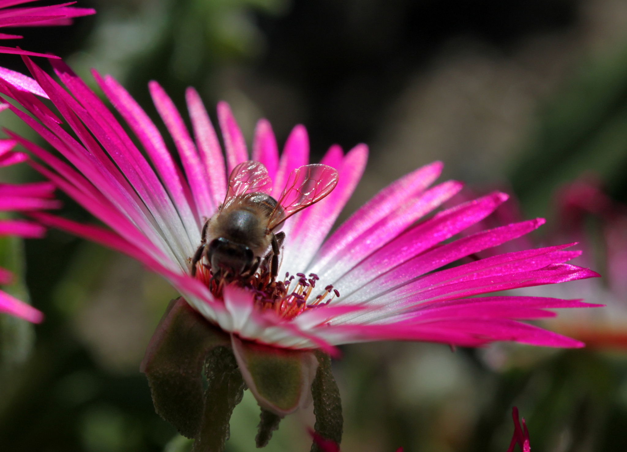Canon EF 100mm F2.8 Macro USM sample photo. Img photography