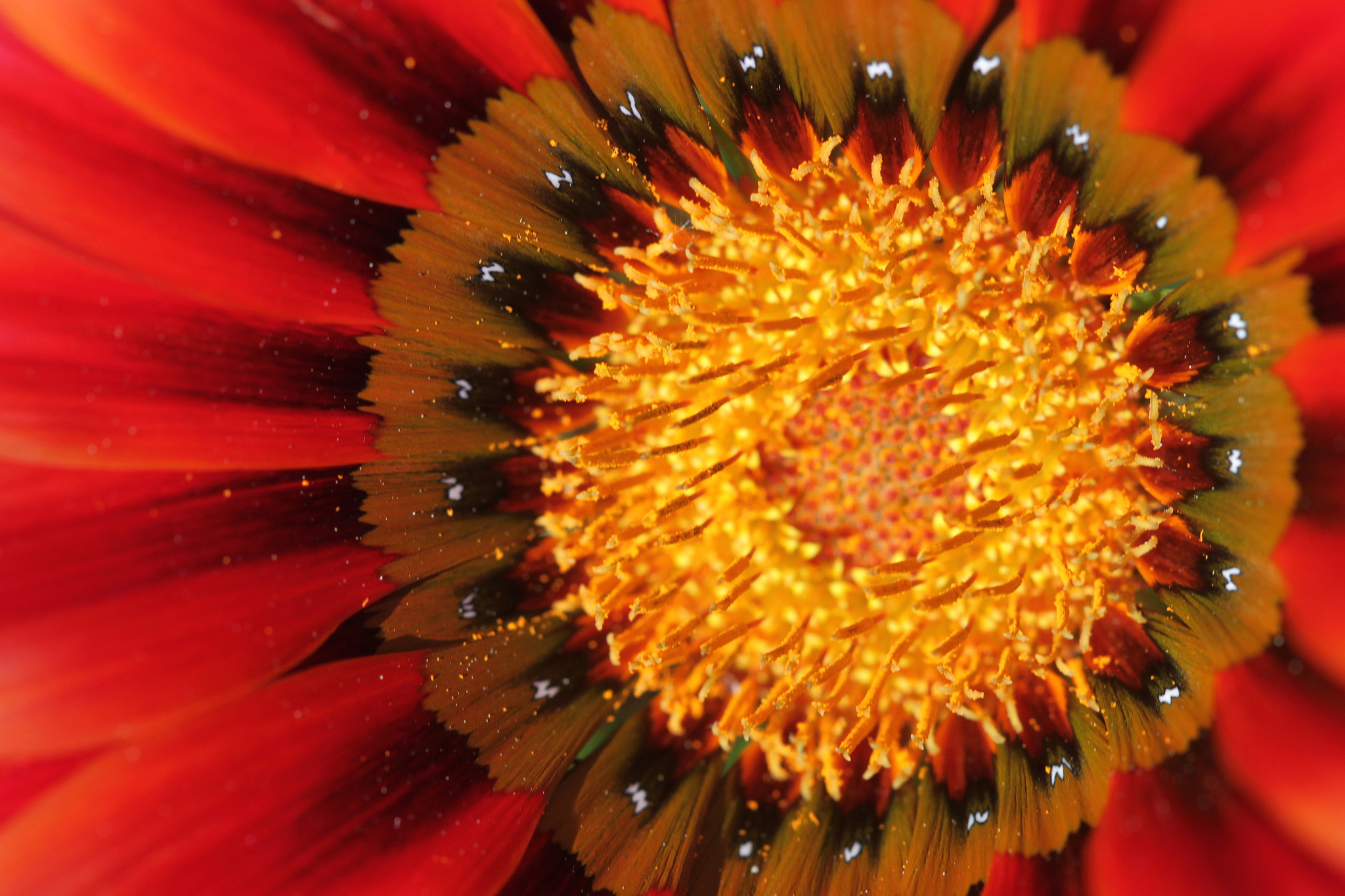 Canon EF 100mm F2.8 Macro USM sample photo. Img photography