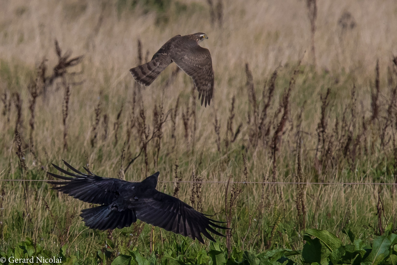 Canon EF 300mm F2.8L IS USM sample photo. Chase photography