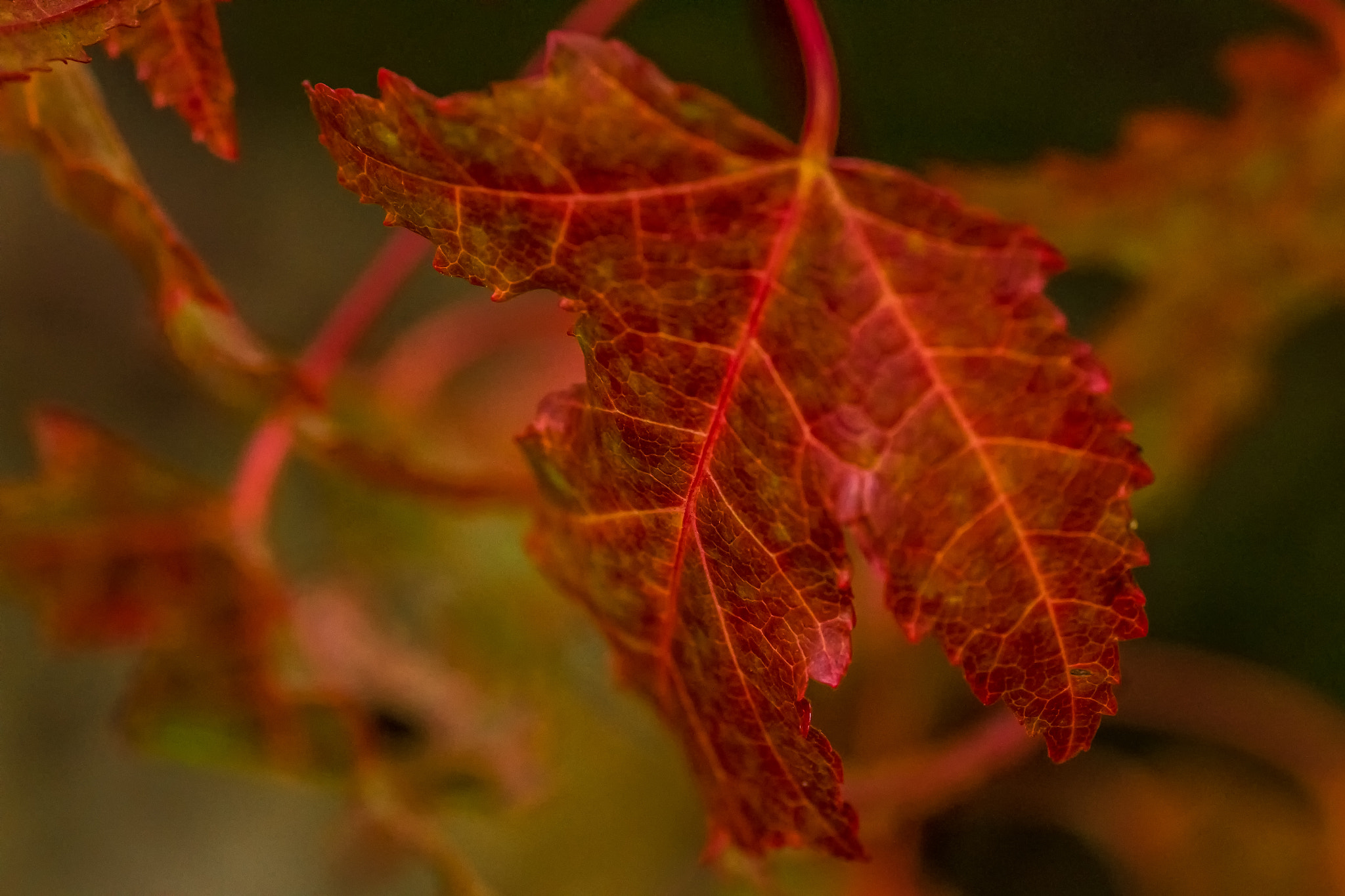 Canon EOS 70D + Tamron SP AF 90mm F2.8 Di Macro sample photo. I see red photography