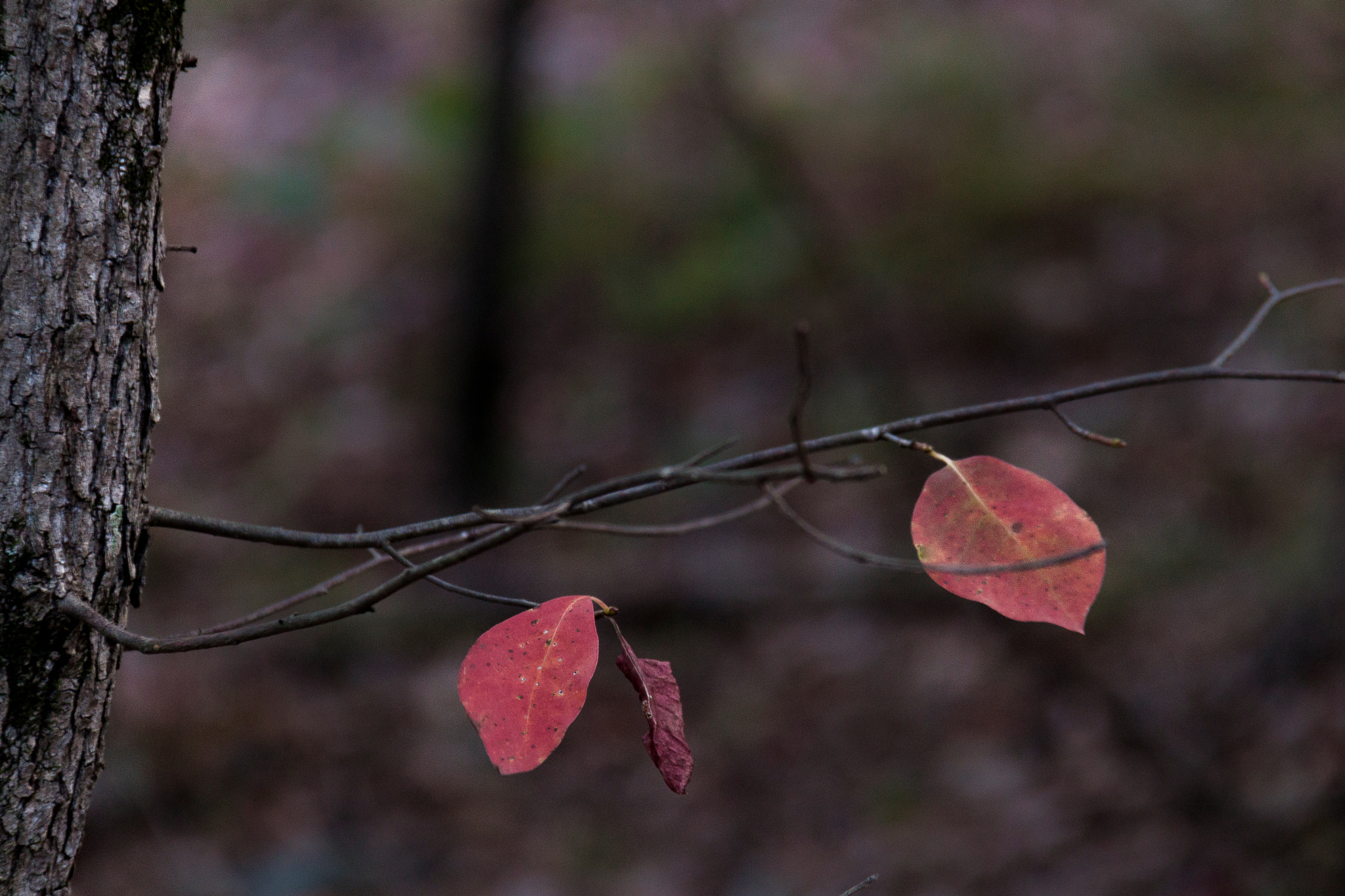 Canon EOS 500D (EOS Rebel T1i / EOS Kiss X3) sample photo. Waiting for  autumn photography