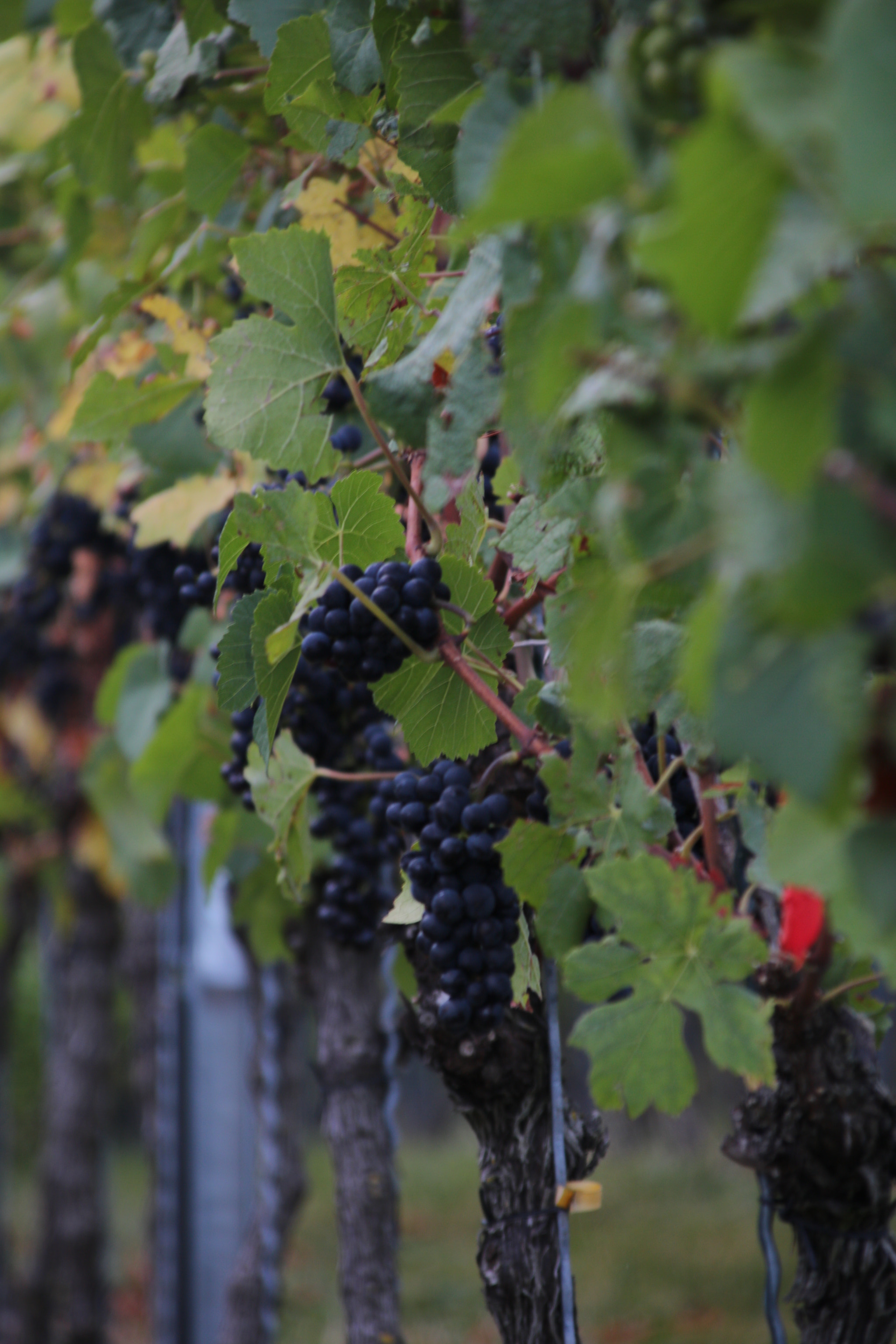 Canon EOS 750D (EOS Rebel T6i / EOS Kiss X8i) + Canon TS-E 90mm F2.8 Tilt-Shift sample photo. Grapes in the blackforest photography