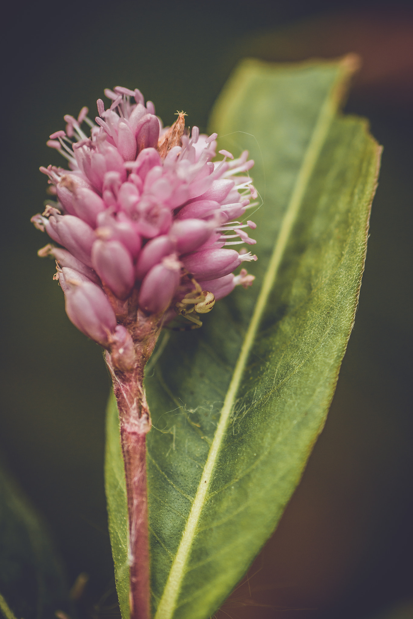 Canon EOS 70D + Tamron SP AF 90mm F2.8 Di Macro sample photo. Unexpected visitor photography