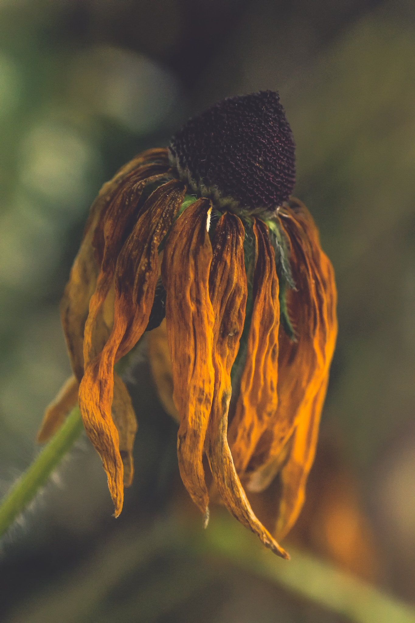 Canon EOS 70D + Tamron SP AF 90mm F2.8 Di Macro sample photo. Wilted beauty photography