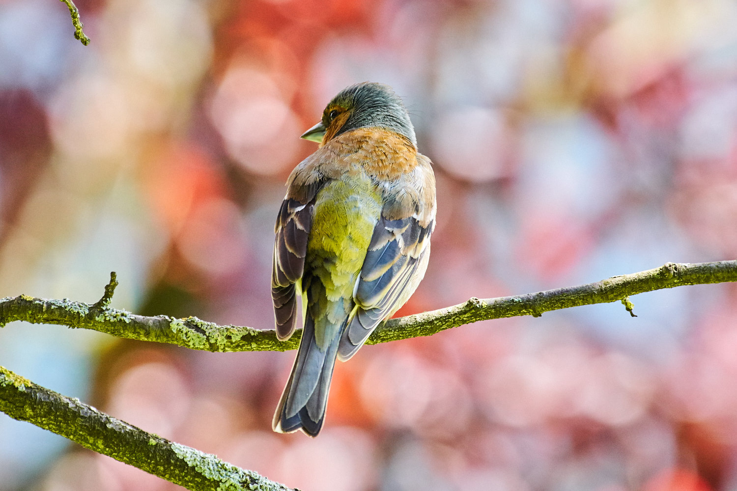 Olympus PEN-F + LEICA DG 100-400/F4.0-6.3 sample photo. Birdy photography