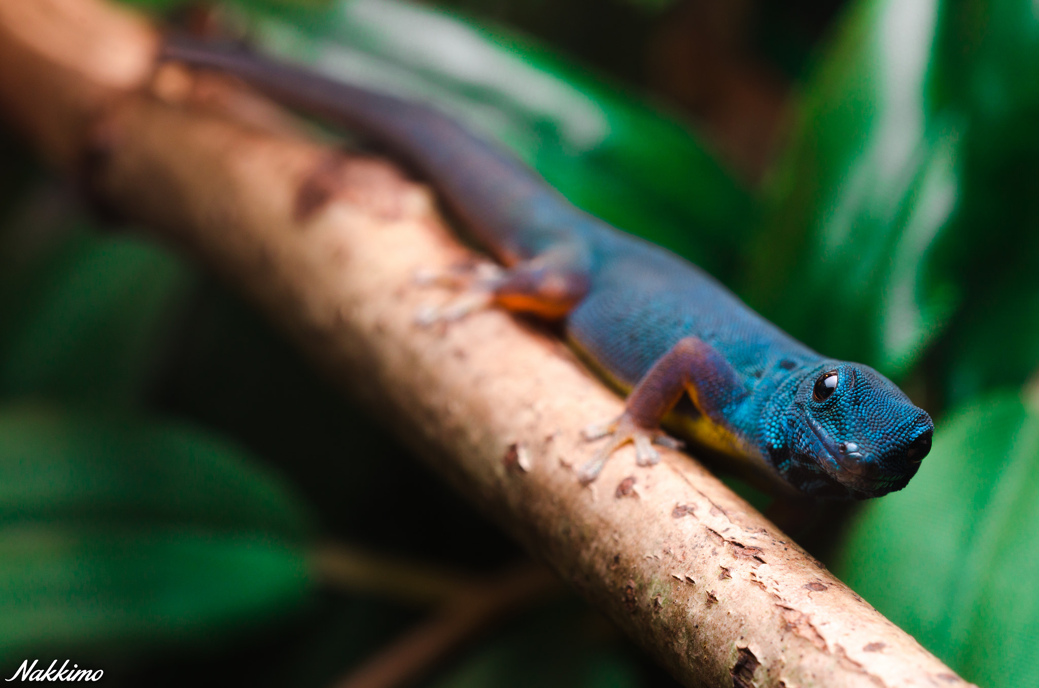 Sigma 150mm F2.8 EX DG OS Macro HSM sample photo. Electric blue gecko photography