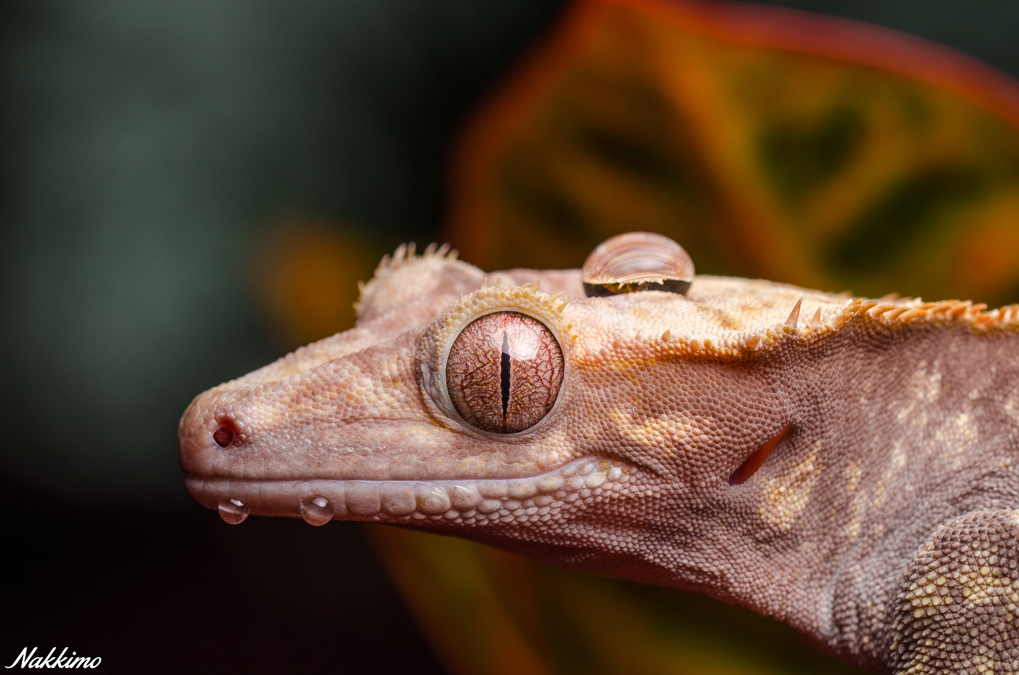 Nikon D7000 + Sigma 150mm F2.8 EX DG OS Macro HSM sample photo. Crested gecko photography