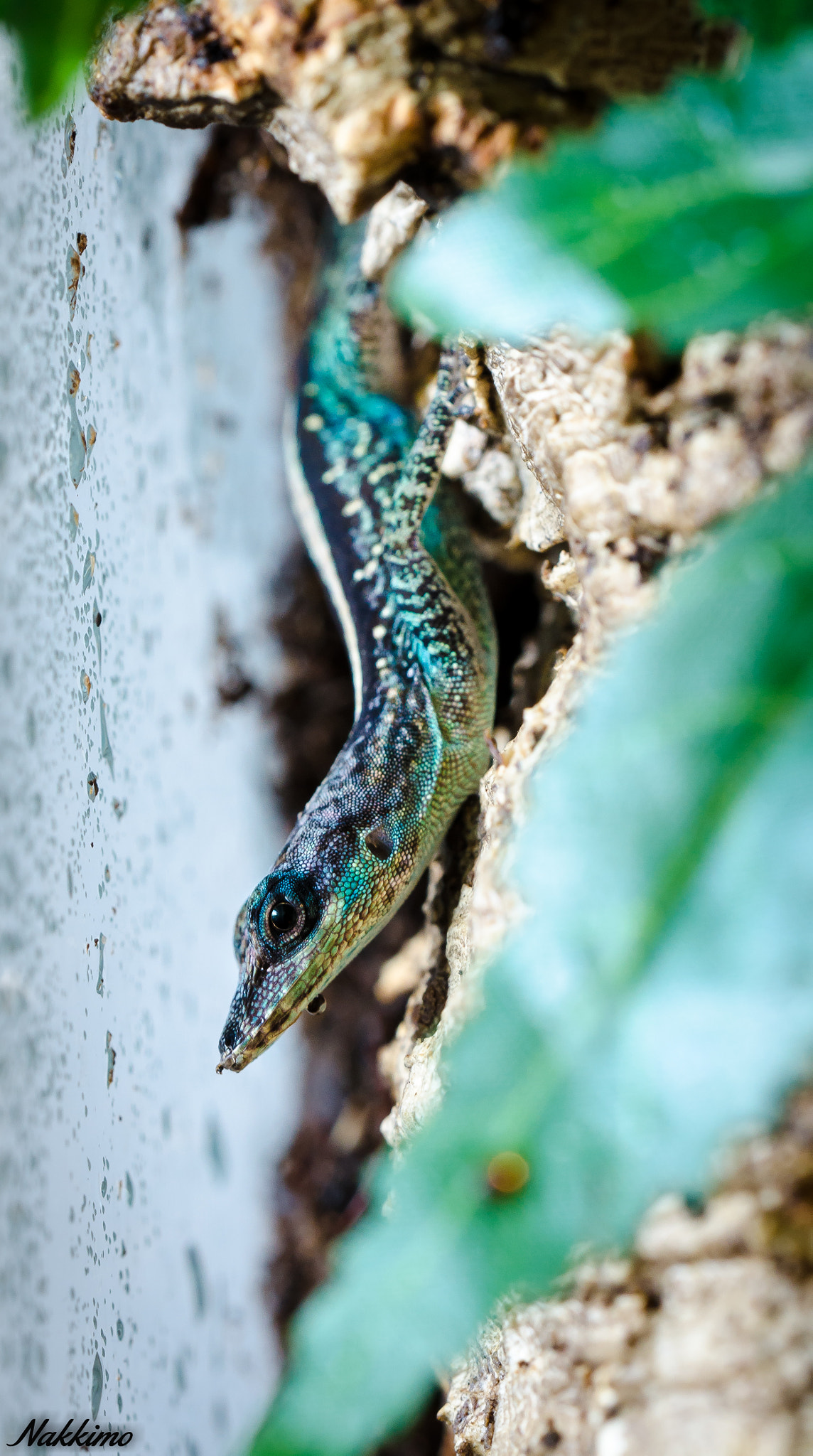 Nikon D7000 + Sigma 150mm F2.8 EX DG OS Macro HSM sample photo. Anolis roquet summus photography